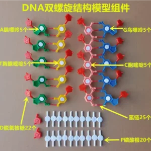DNA Double Helix Model