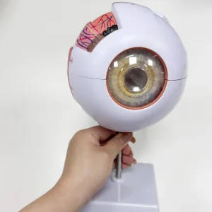 Human Eyeball Anatomical Model