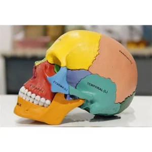 17-Piece Coloured Human Skull Anatomy Model