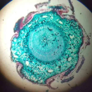 100 Prepared Slides for Biology