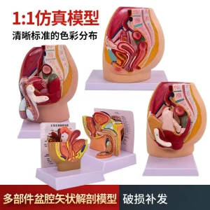 Female Pelvic Model