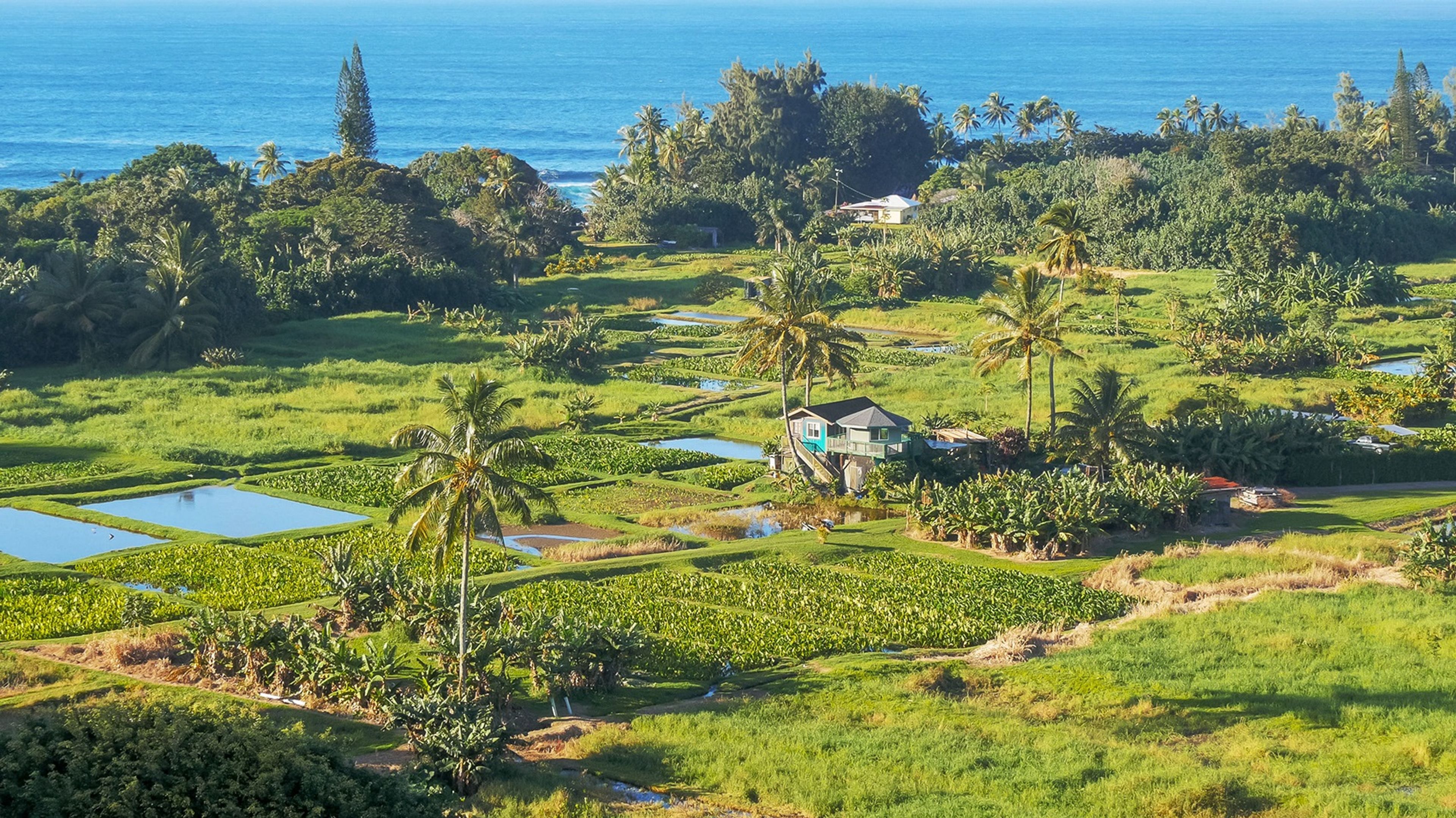 Lush green fields and a house near the ocean with palm trees in the background.