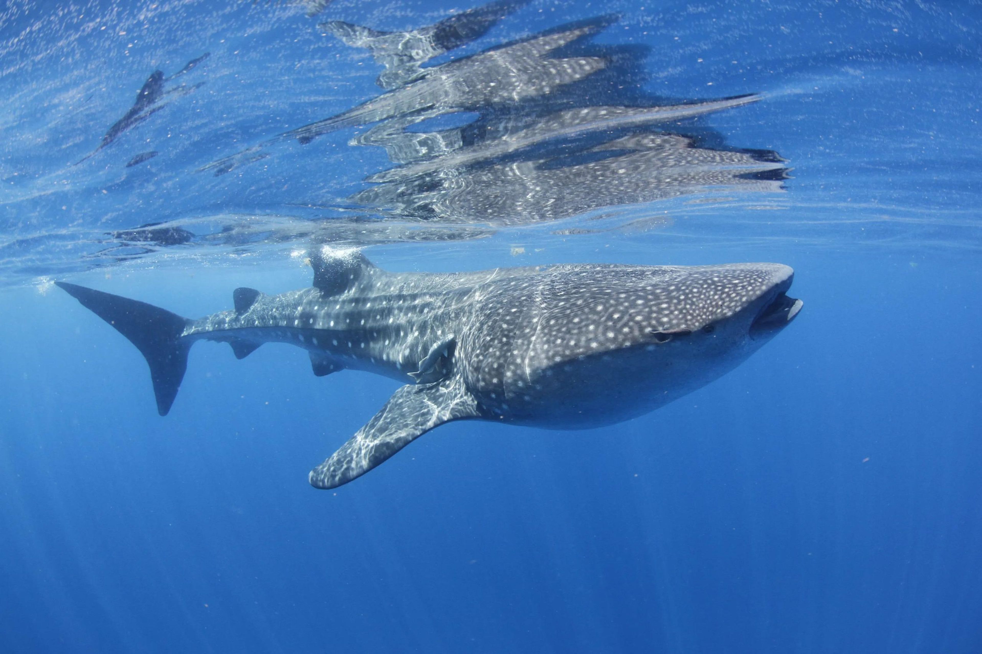 A whale shark swimming gracefully in clear blue water.