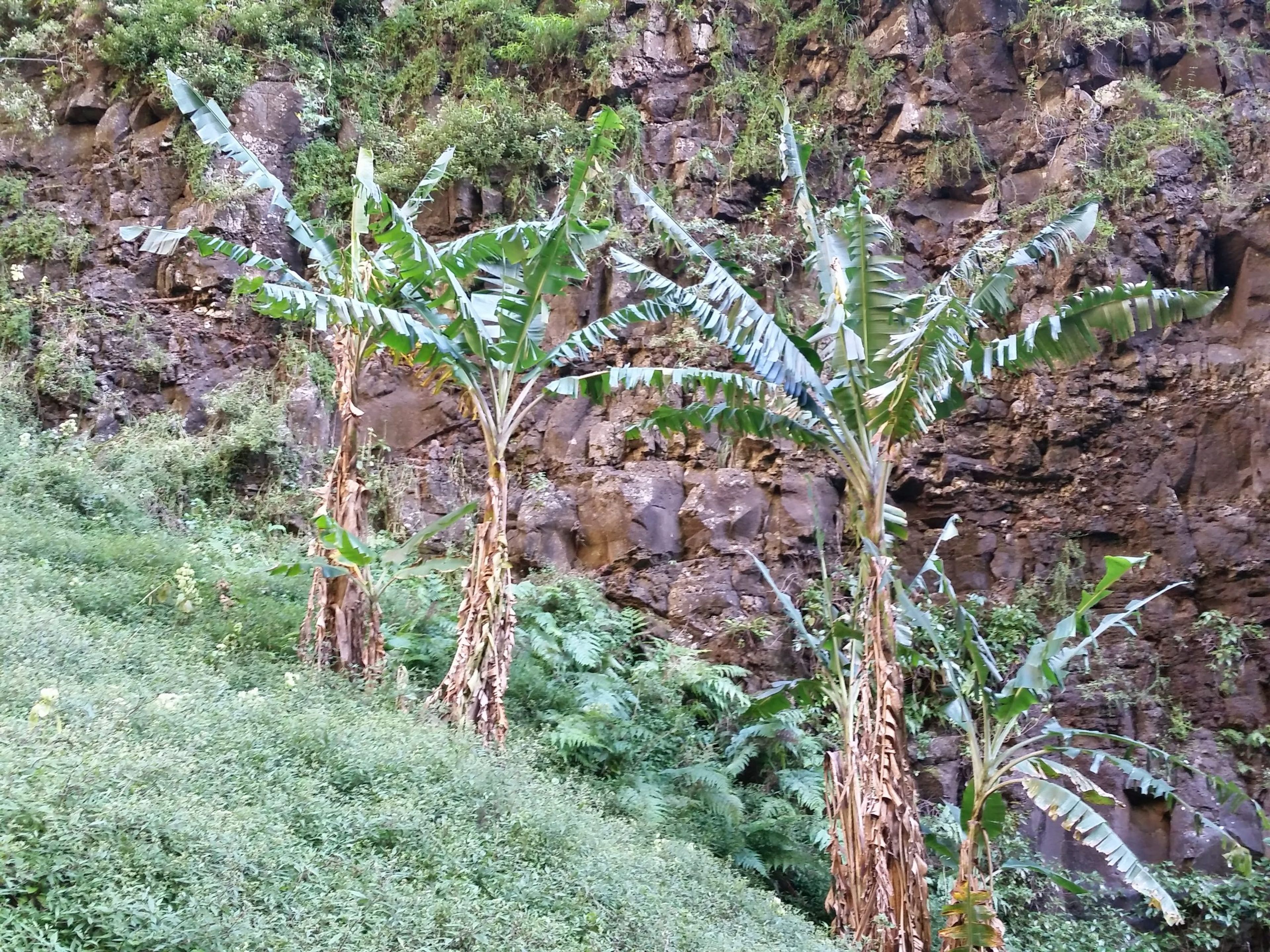 Three banana plants growing on a hillside near a rocky cliff.