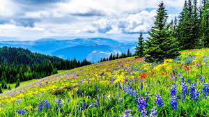Vibrant wildflower meadow with evergreen trees and mountains in the background under a cloudy sky.