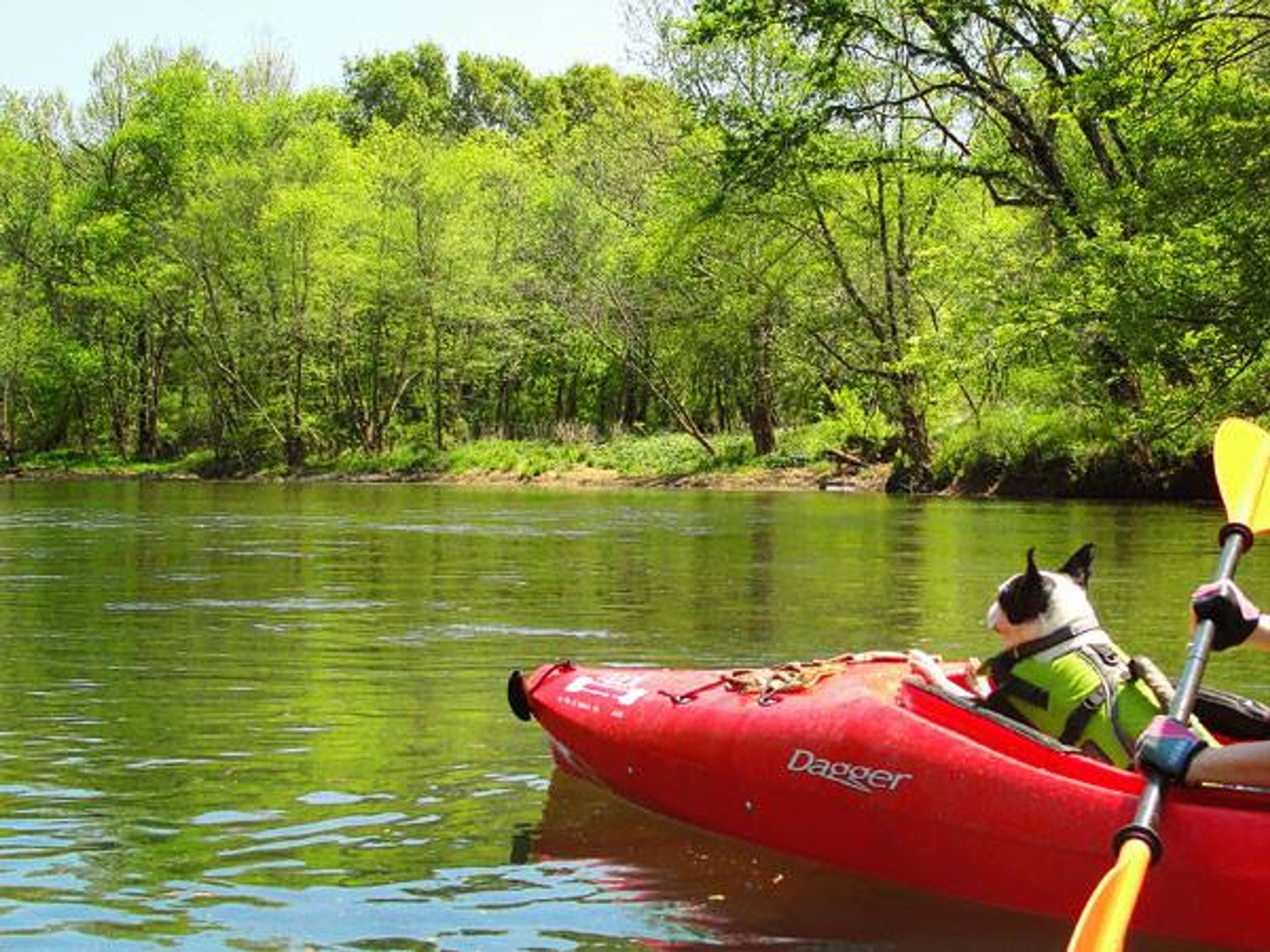 A dog in a kayak on a calm river surrounded by green trees.