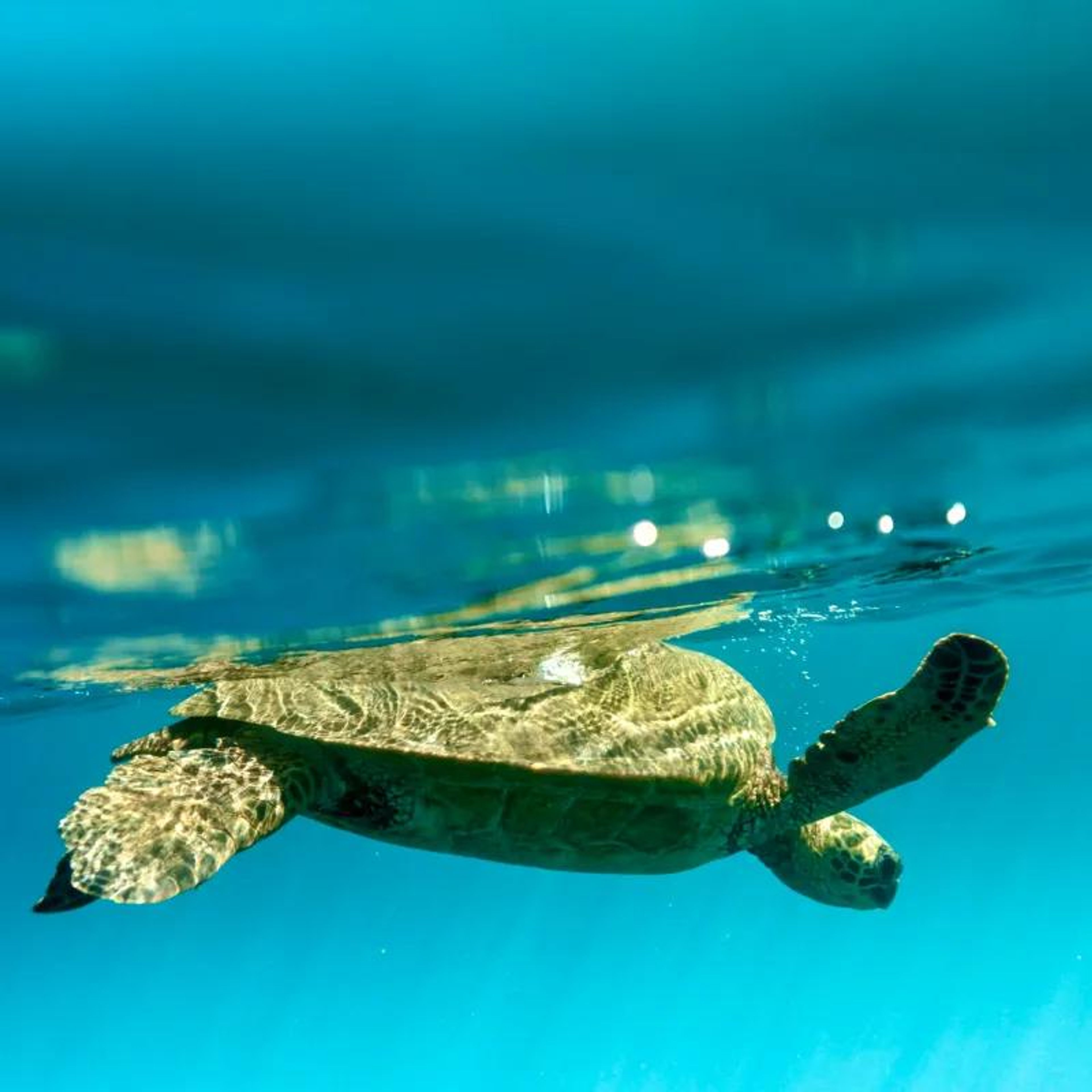 A sea turtle swimming gracefully in clear blue water.