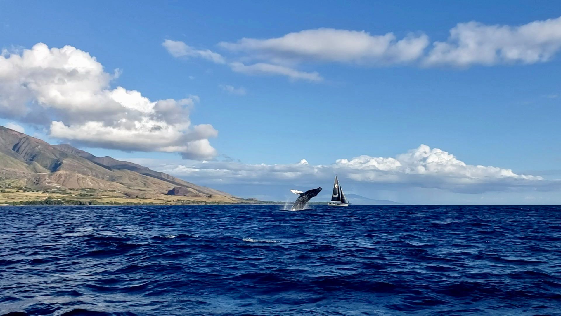 A whale breaching near a sailboat in the ocean with mountains in the background.