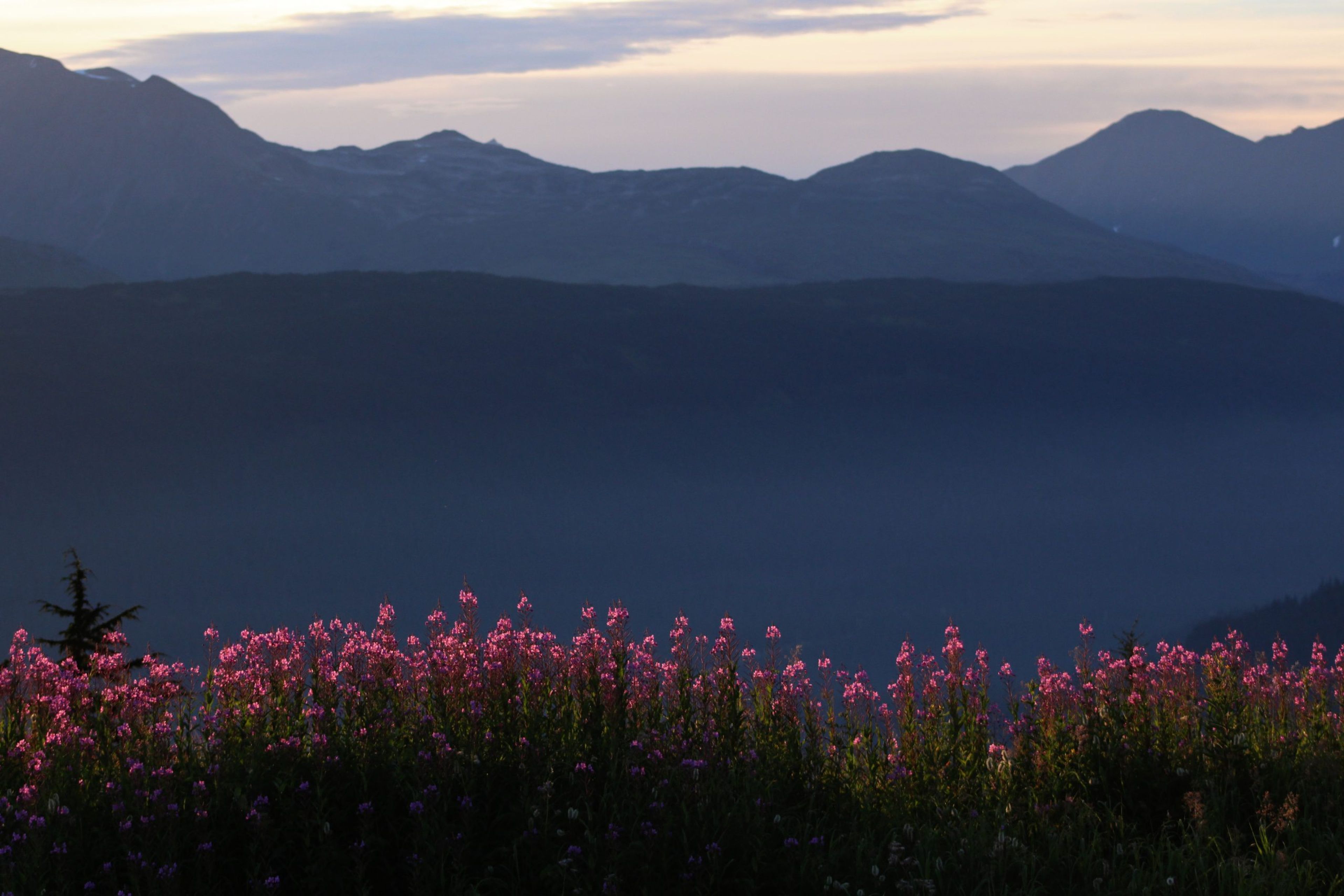 A field of pink flowers in front of mountains at dusk.