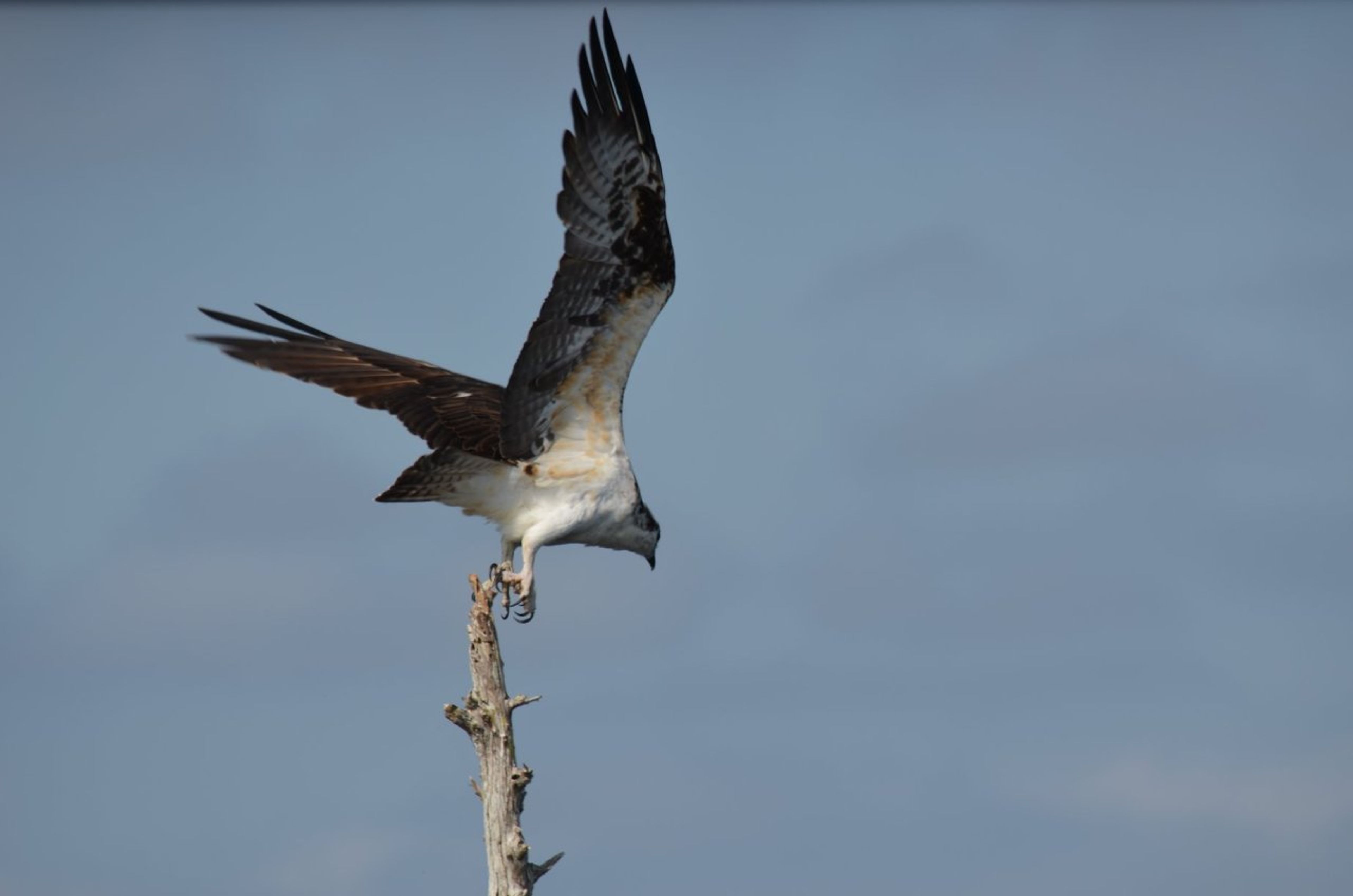A hawk perched on a dead tree branch with wings partially spread.