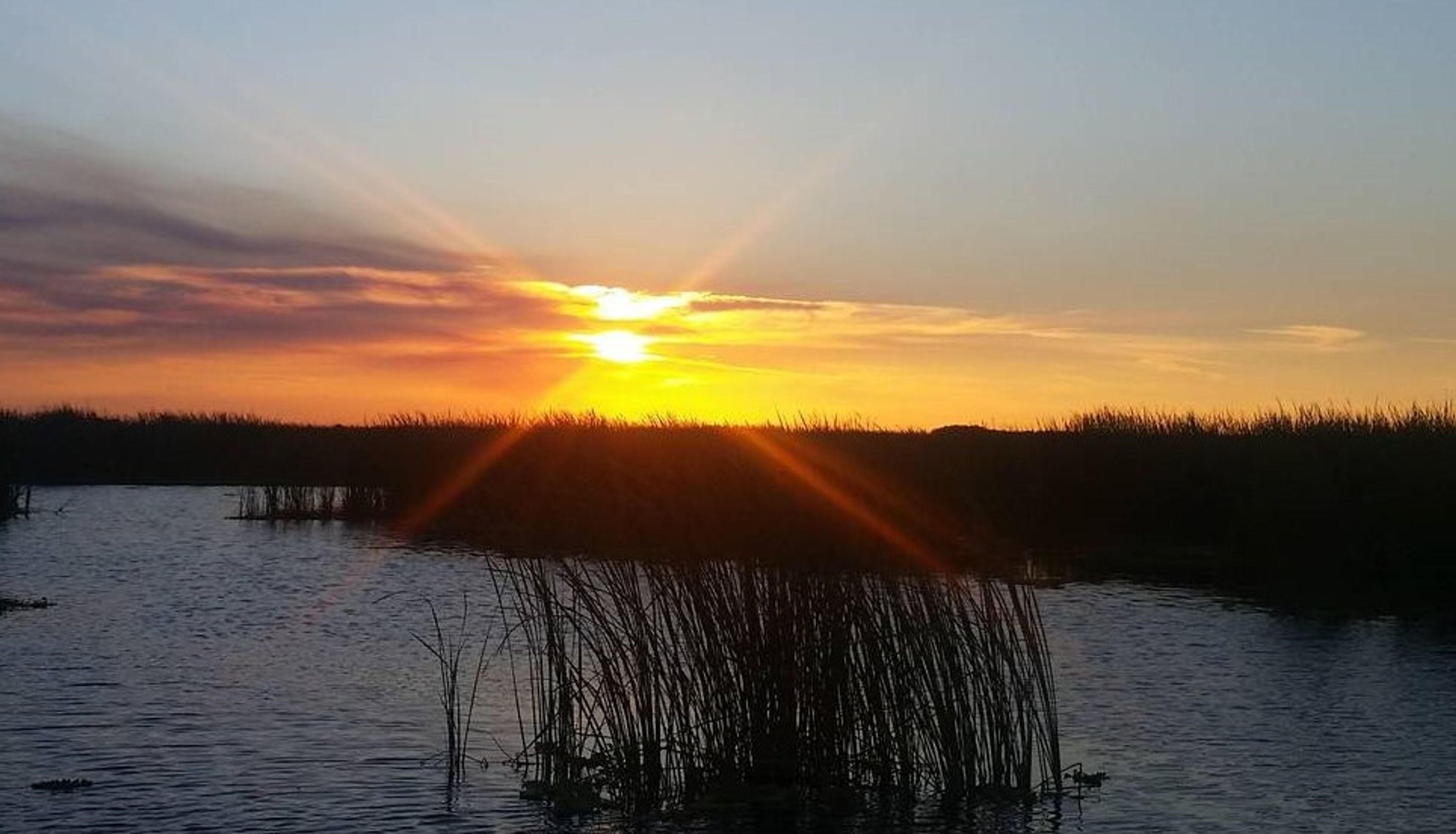 Sunset over a calm water body with reeds in the foreground