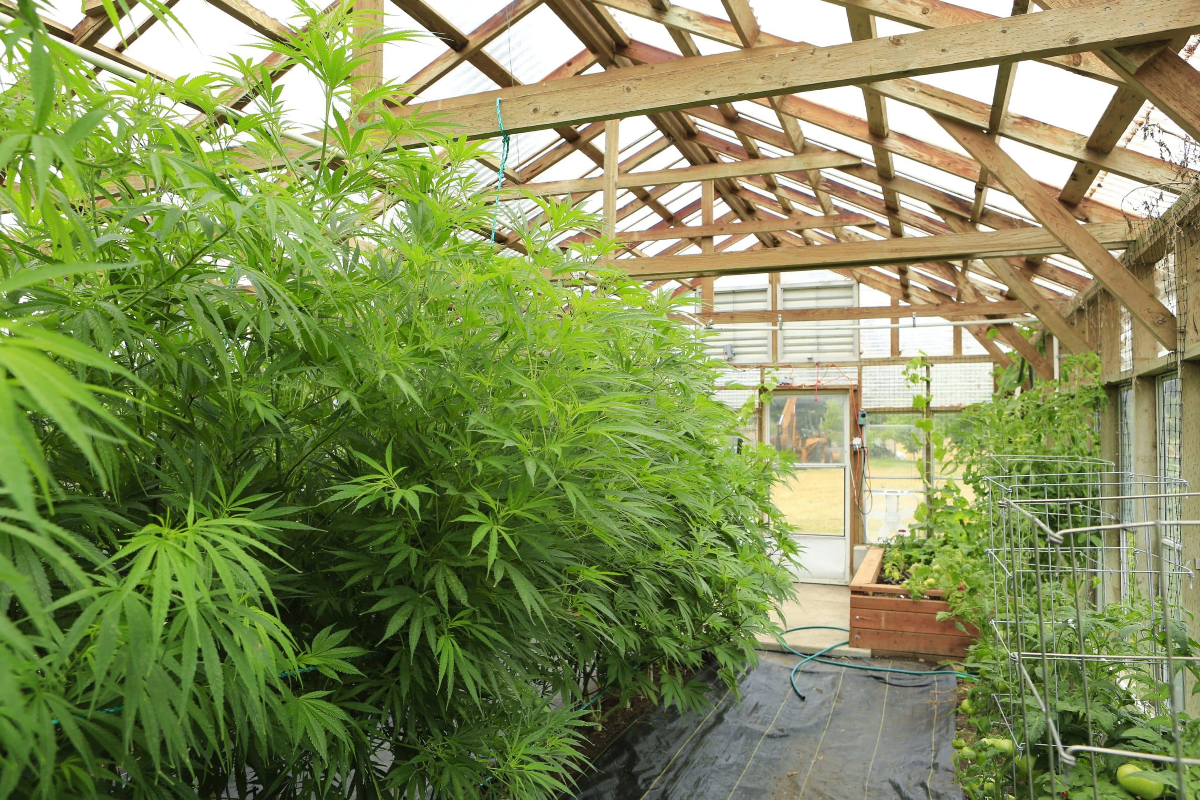 Greenhouse filled with tall green plants and wooden structure.