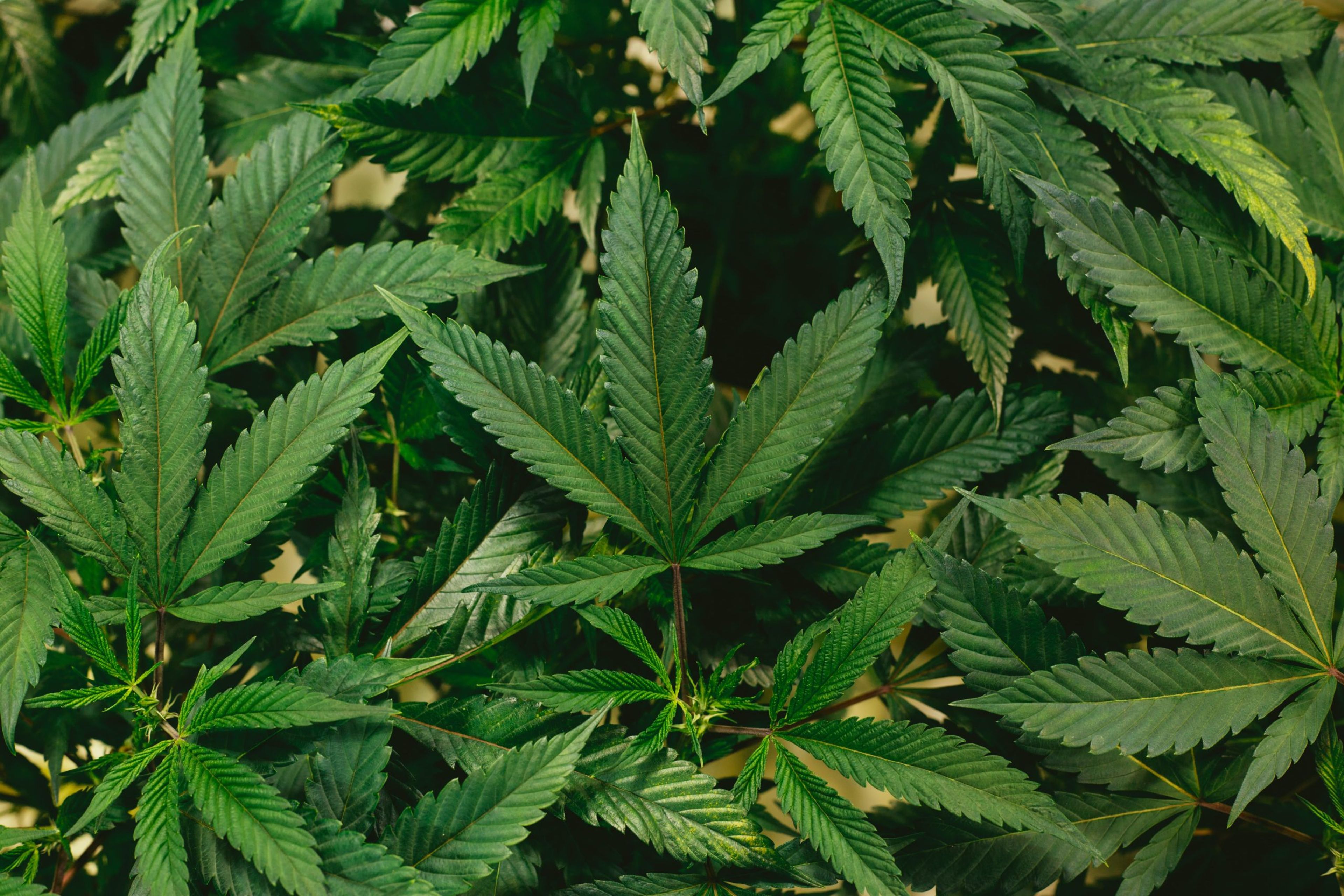 Close-up of green cannabis leaves in a lush arrangement.