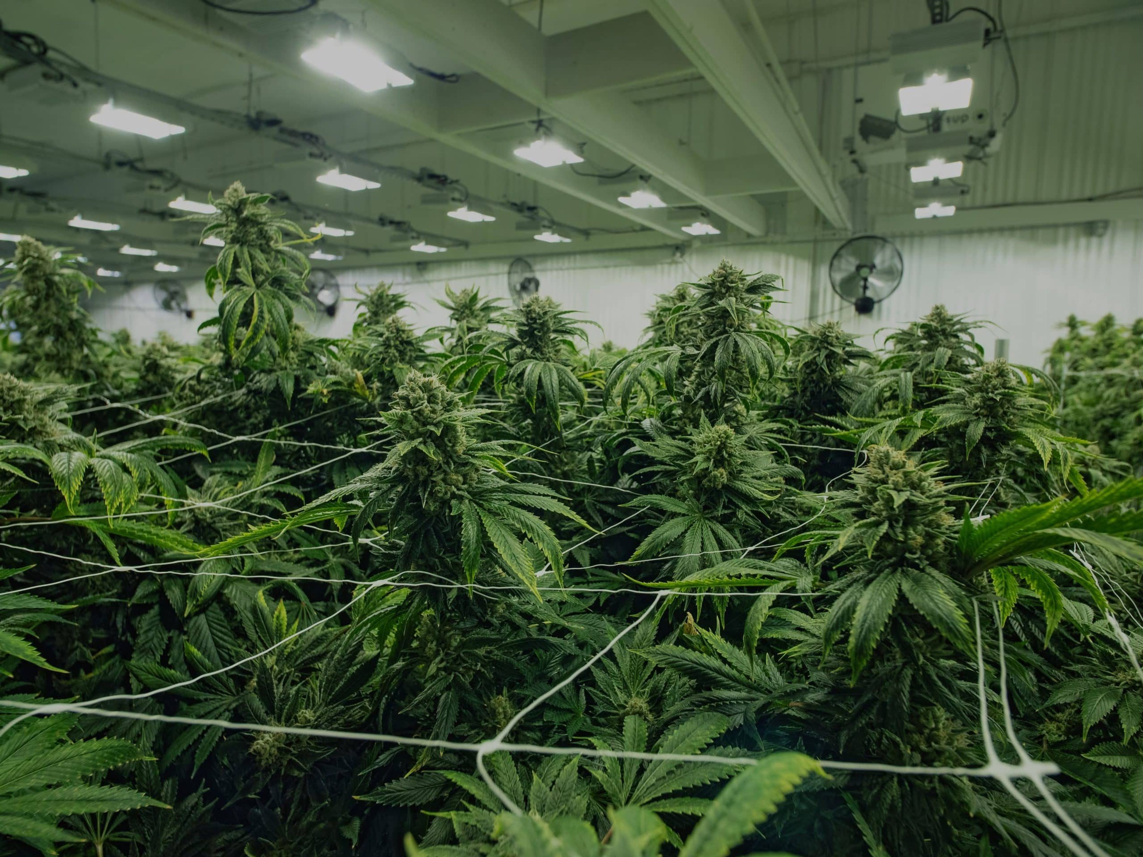 Indoor cannabis cultivation facility with lush green plants and overhead lights.