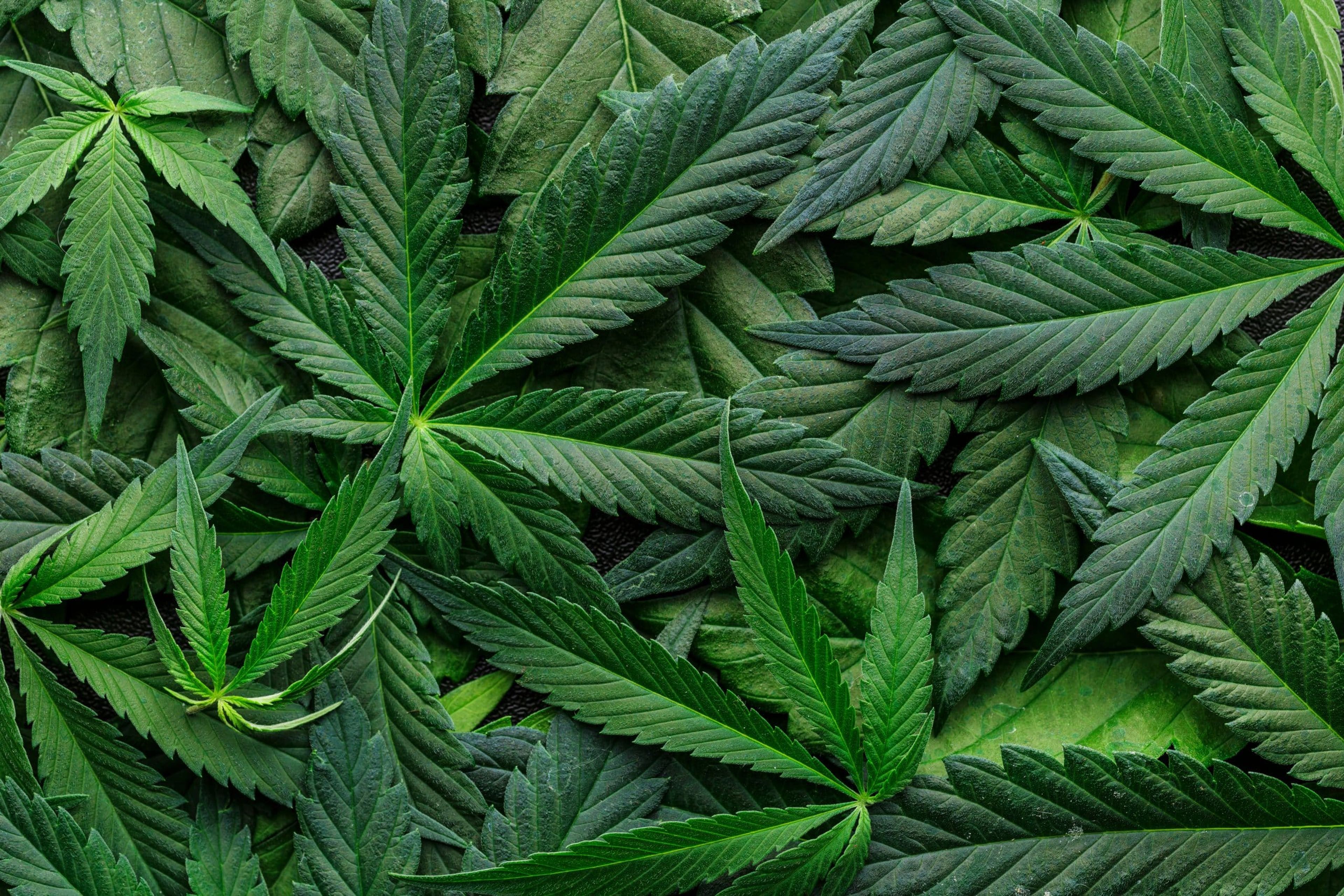 A variety of green cannabis leaves arranged on a dark surface.
