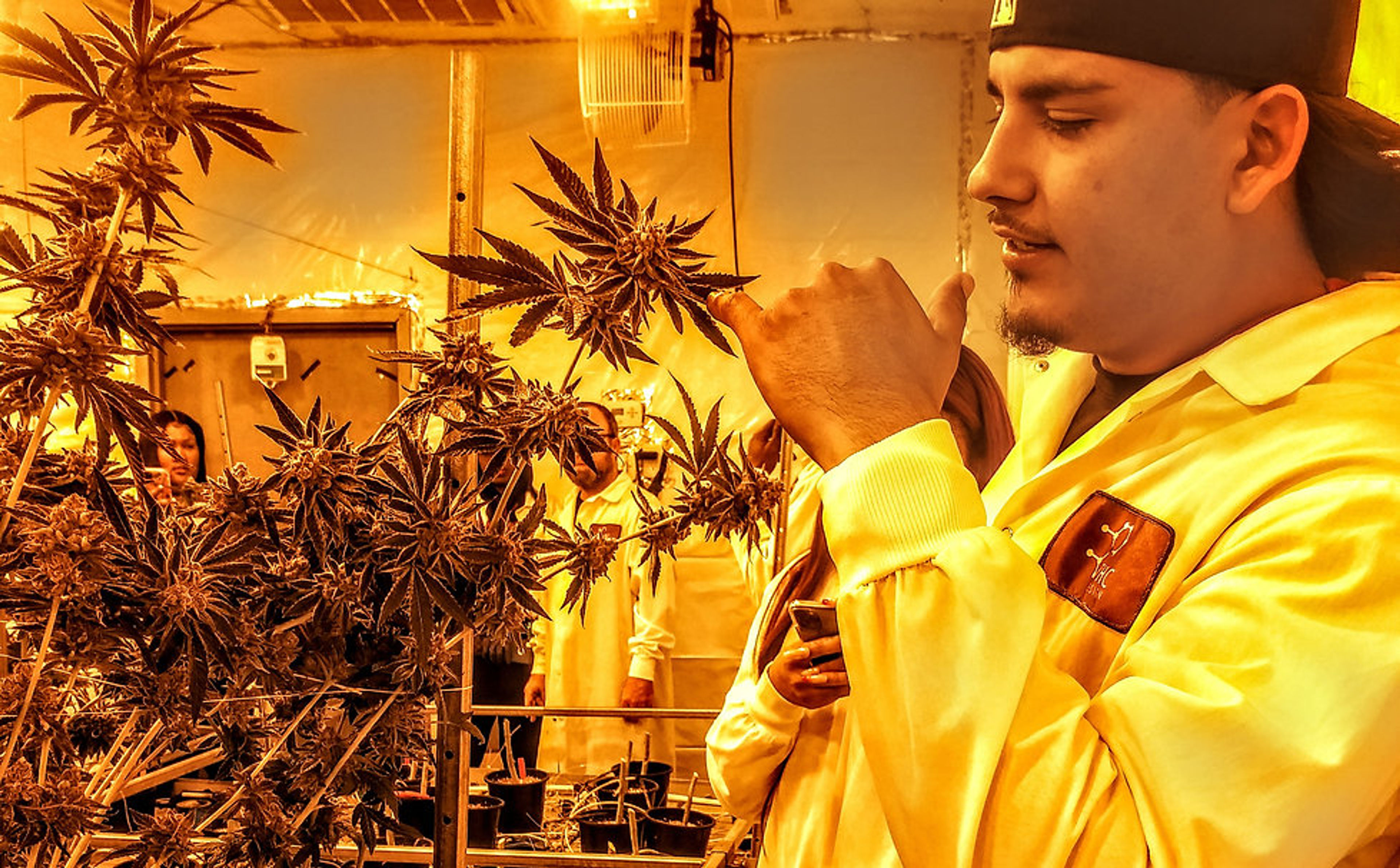 A person inspecting cannabis plants in a greenhouse with others in the background.