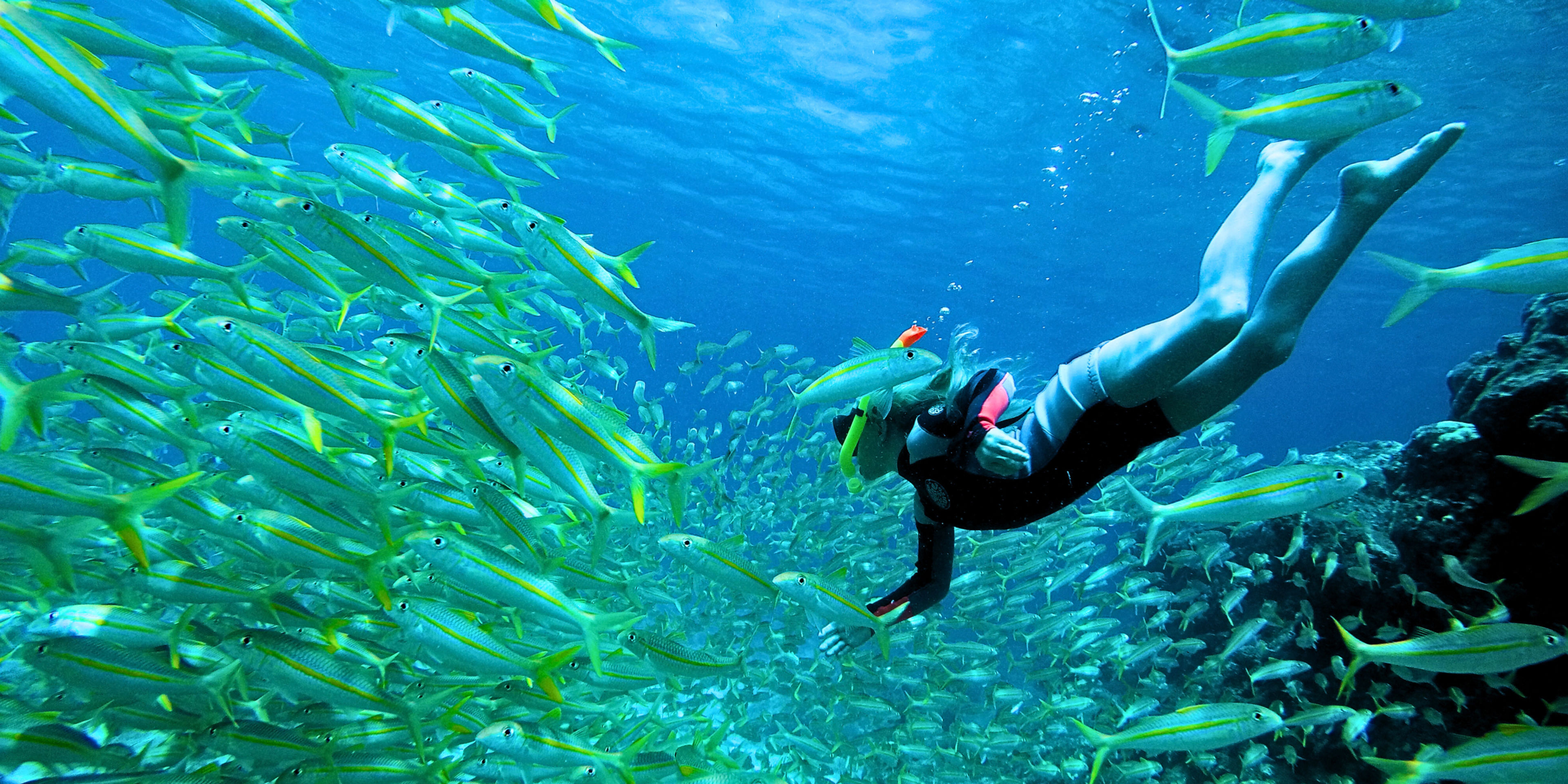 A diver swimming among a school of yellow-striped fish underwater.