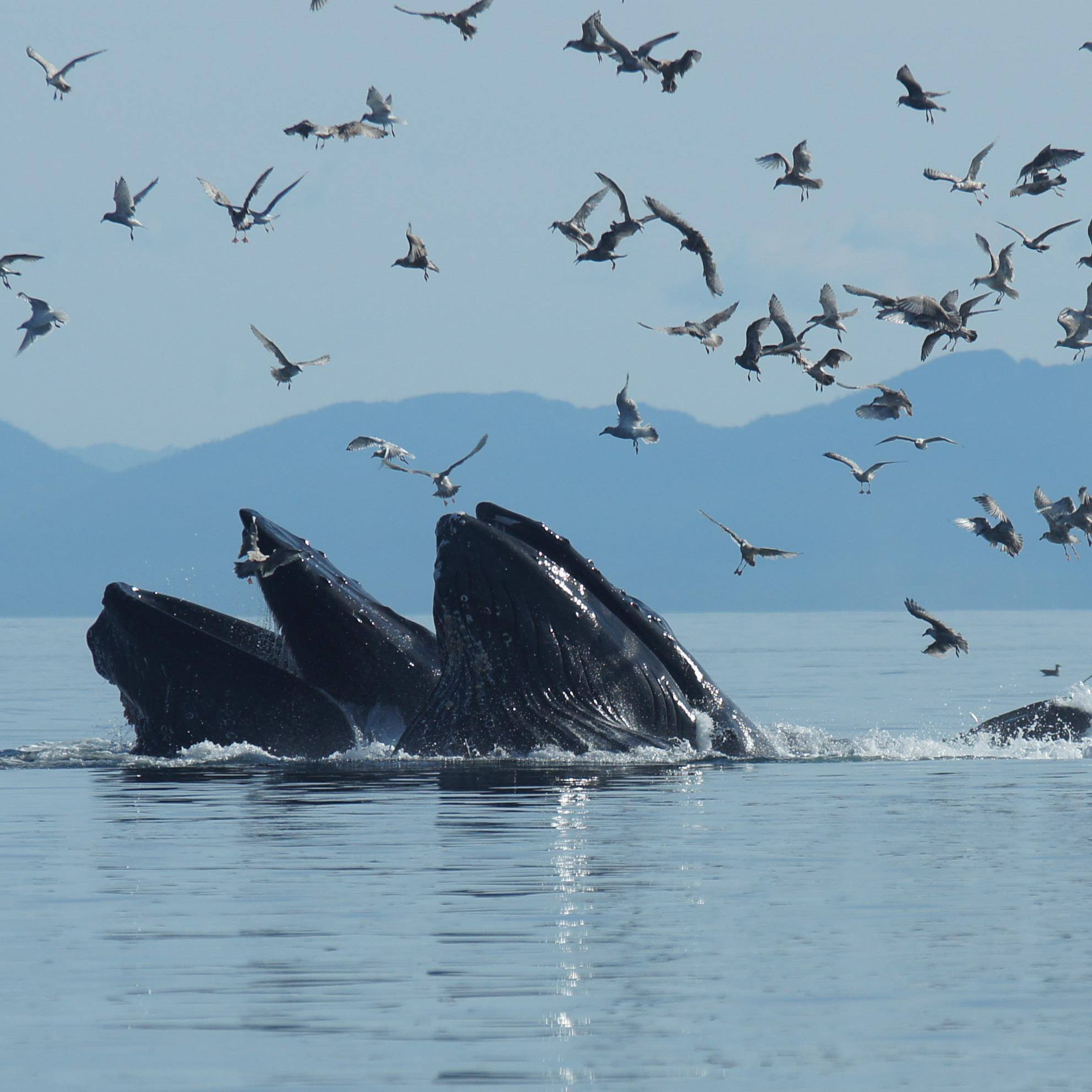 Three humpback whales feeding with birds flying above them