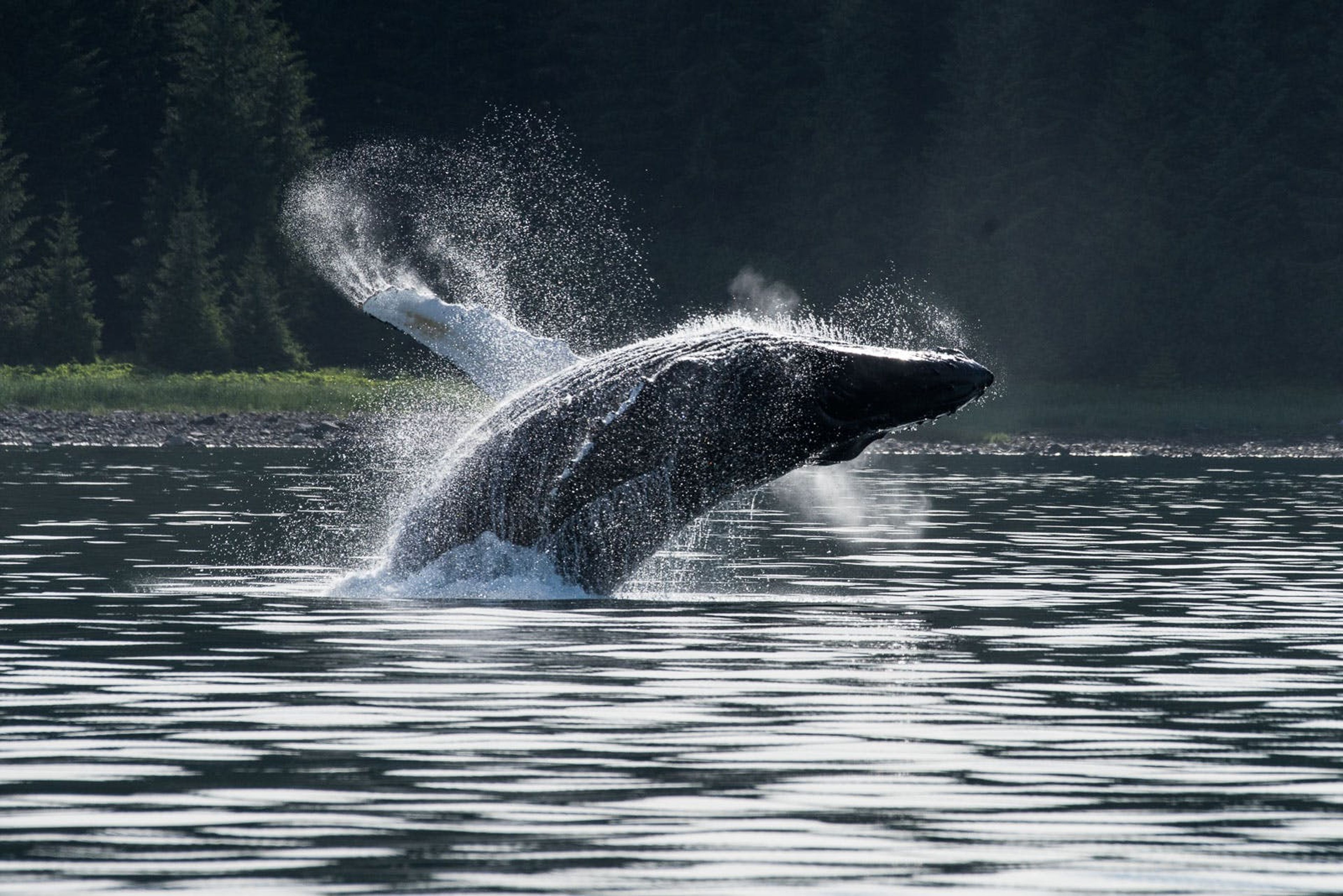 A whale breaching the water's surface, creating a splash.