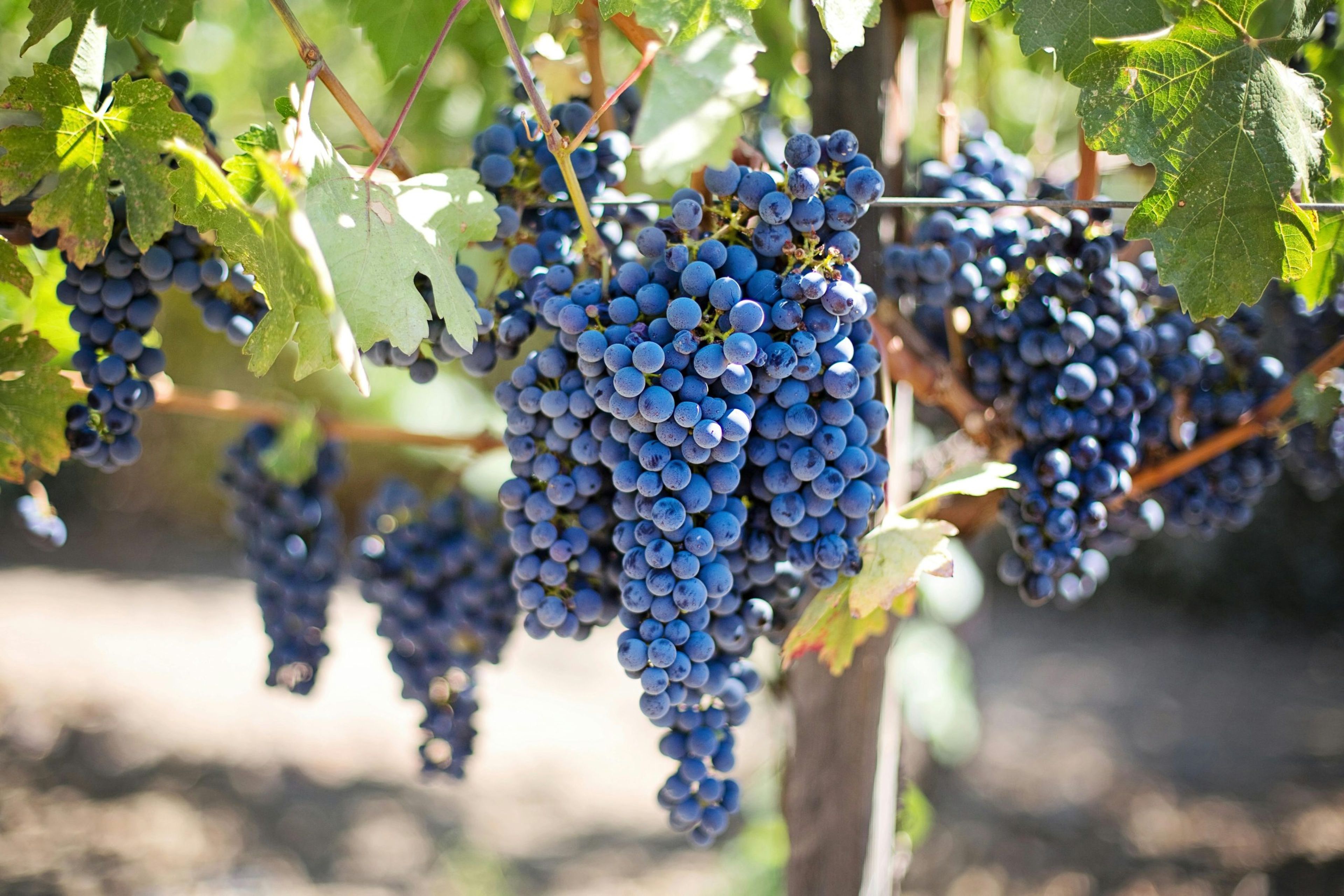 Bunches of ripe blue grapes hanging on a vine with green leaves.