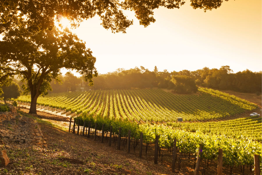 Vineyard landscape at sunset with rows of grapevines and a large tree.