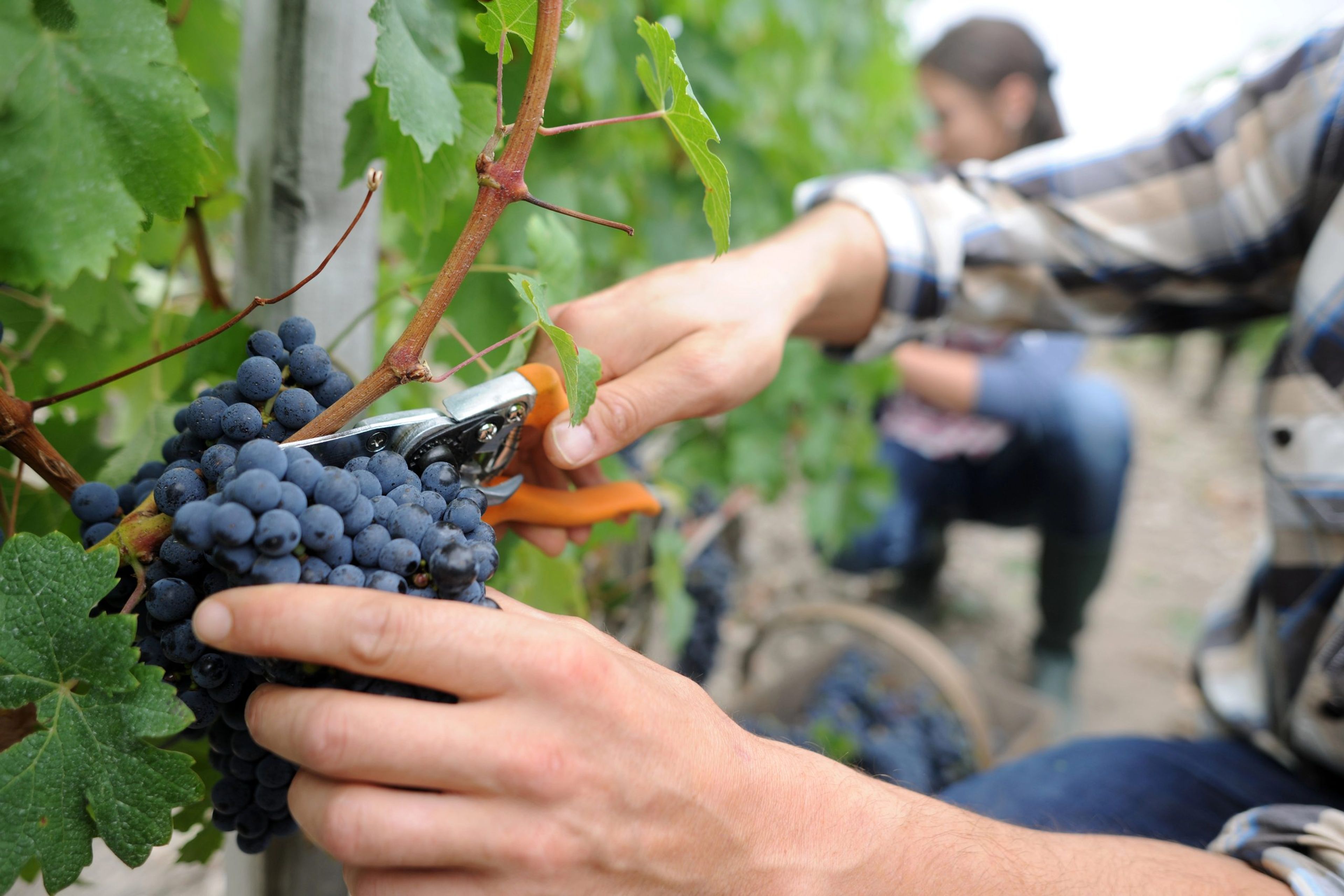 Person harvesting grapes in a vineyard with pruning shears.
