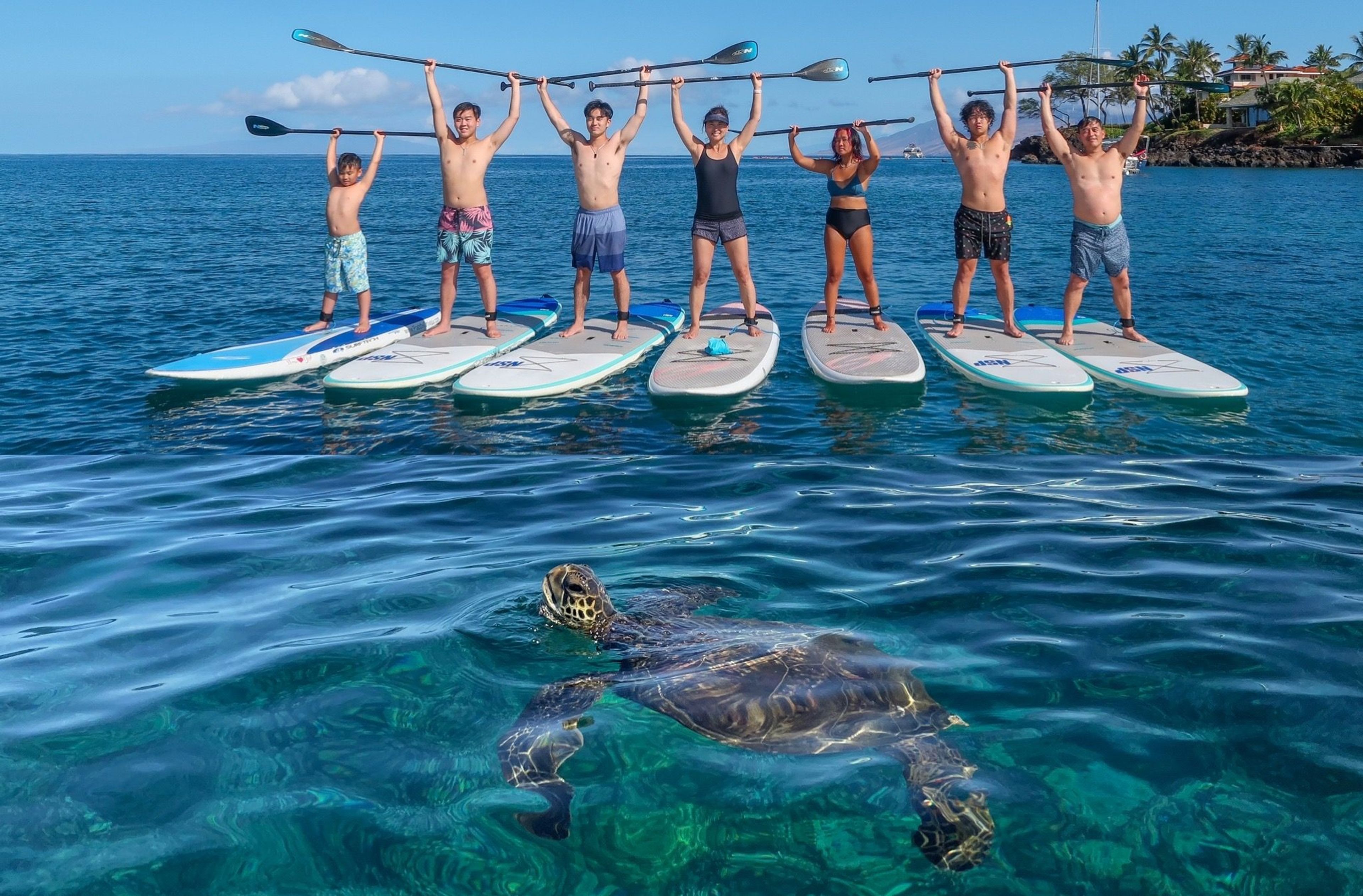 Group of people on paddleboards with a turtle swimming below them in clear water.