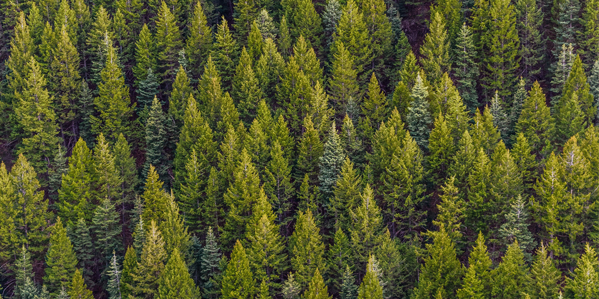 Aerial view of dense green coniferous forest with varying tree heights.