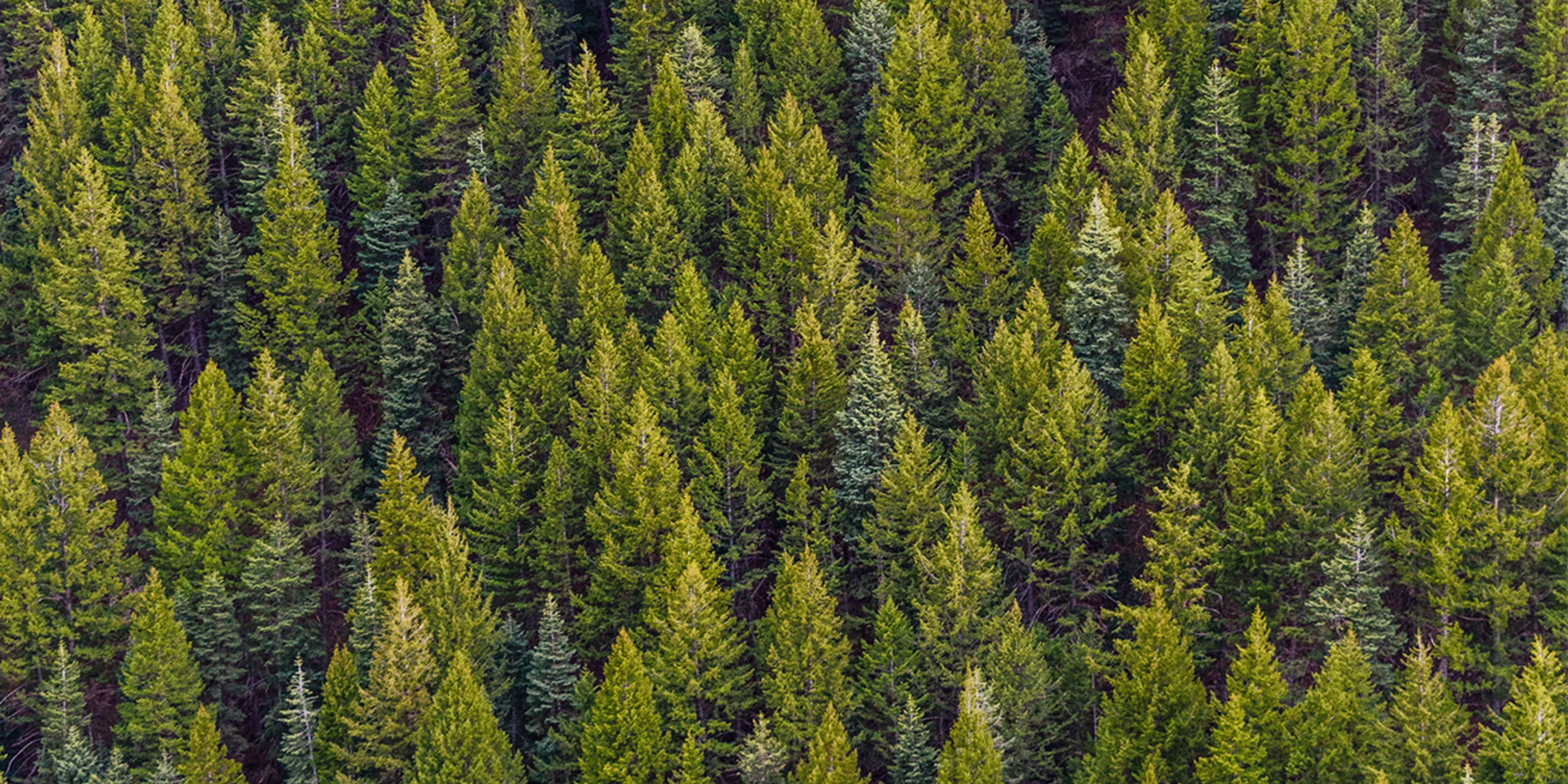Aerial view of dense green coniferous forest with varying tree heights.