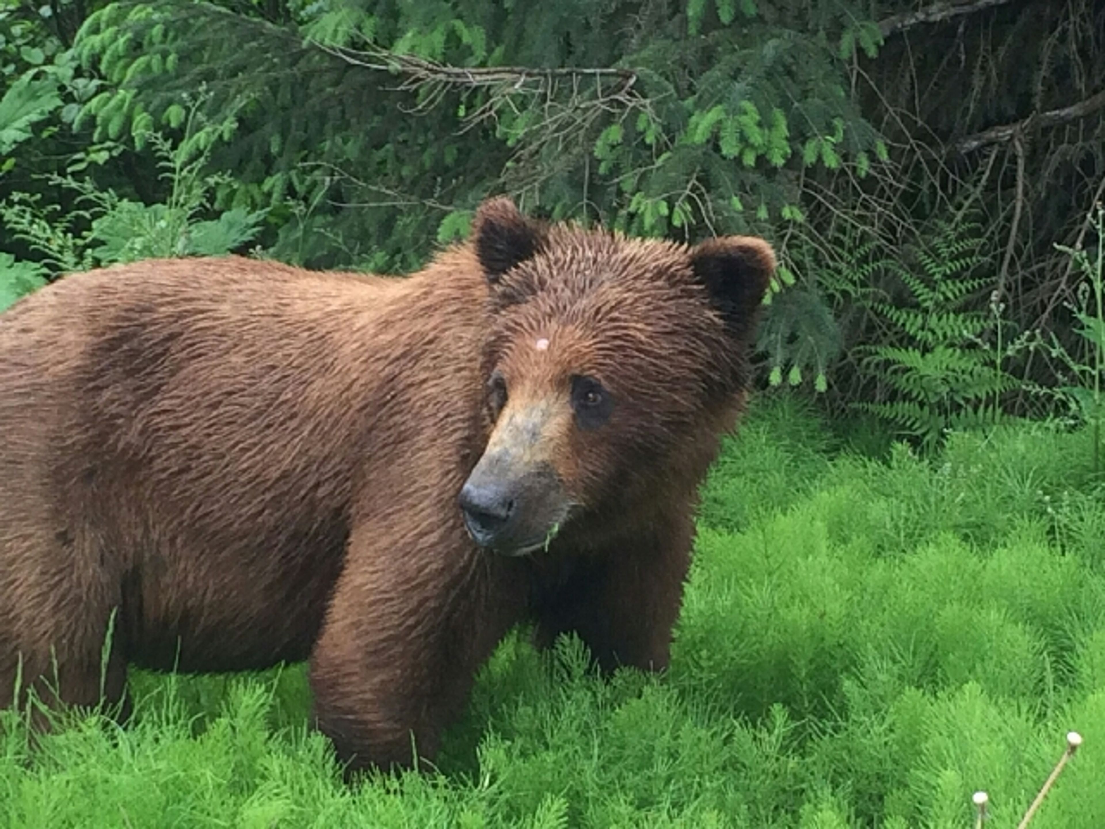 A brown bear standing in lush green grass with trees in the background.