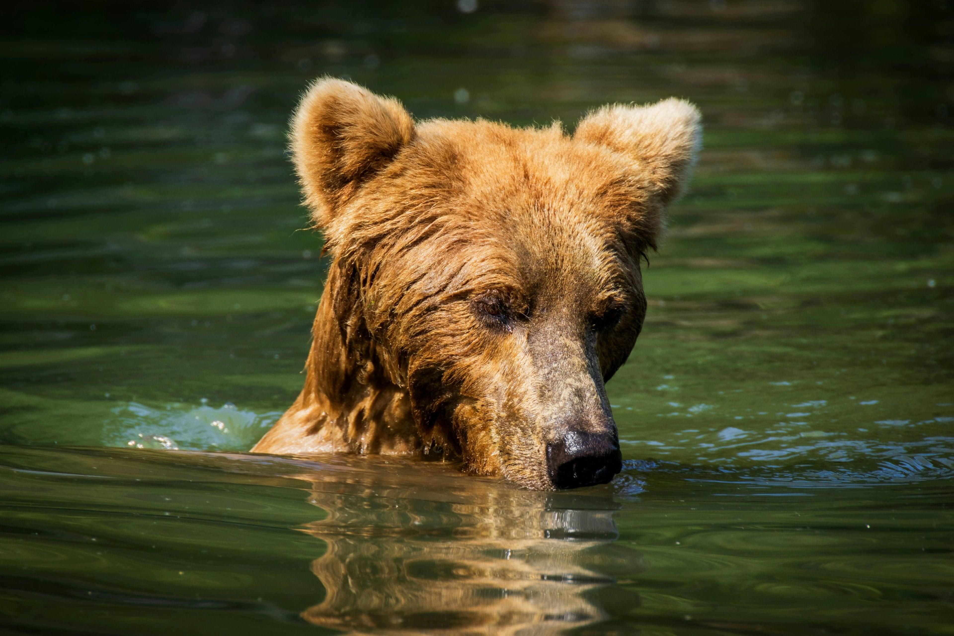 A brown bear swimming in clear green water