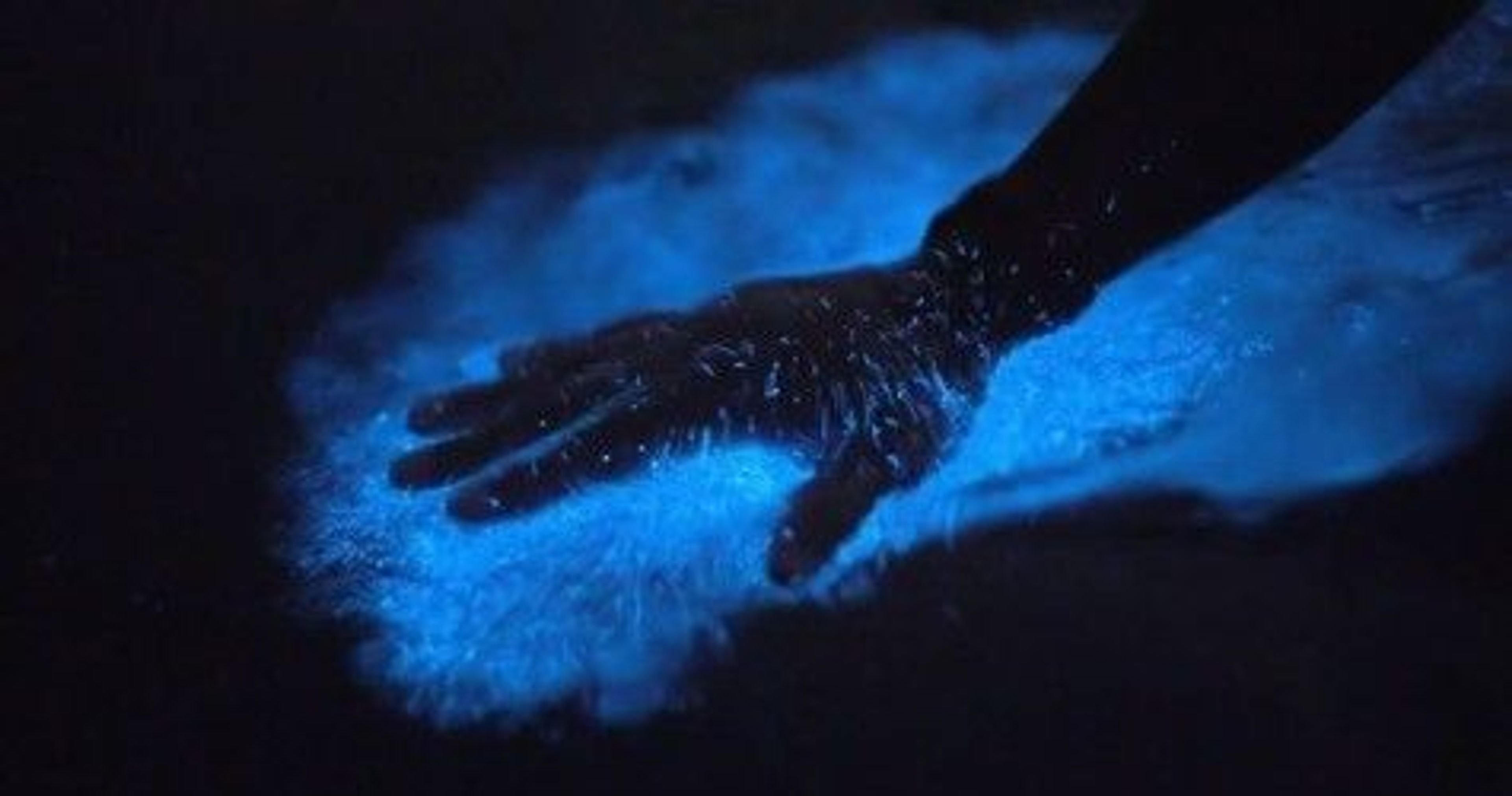 Magic After Dark Bioluminescence Kayak Tour - Image 2