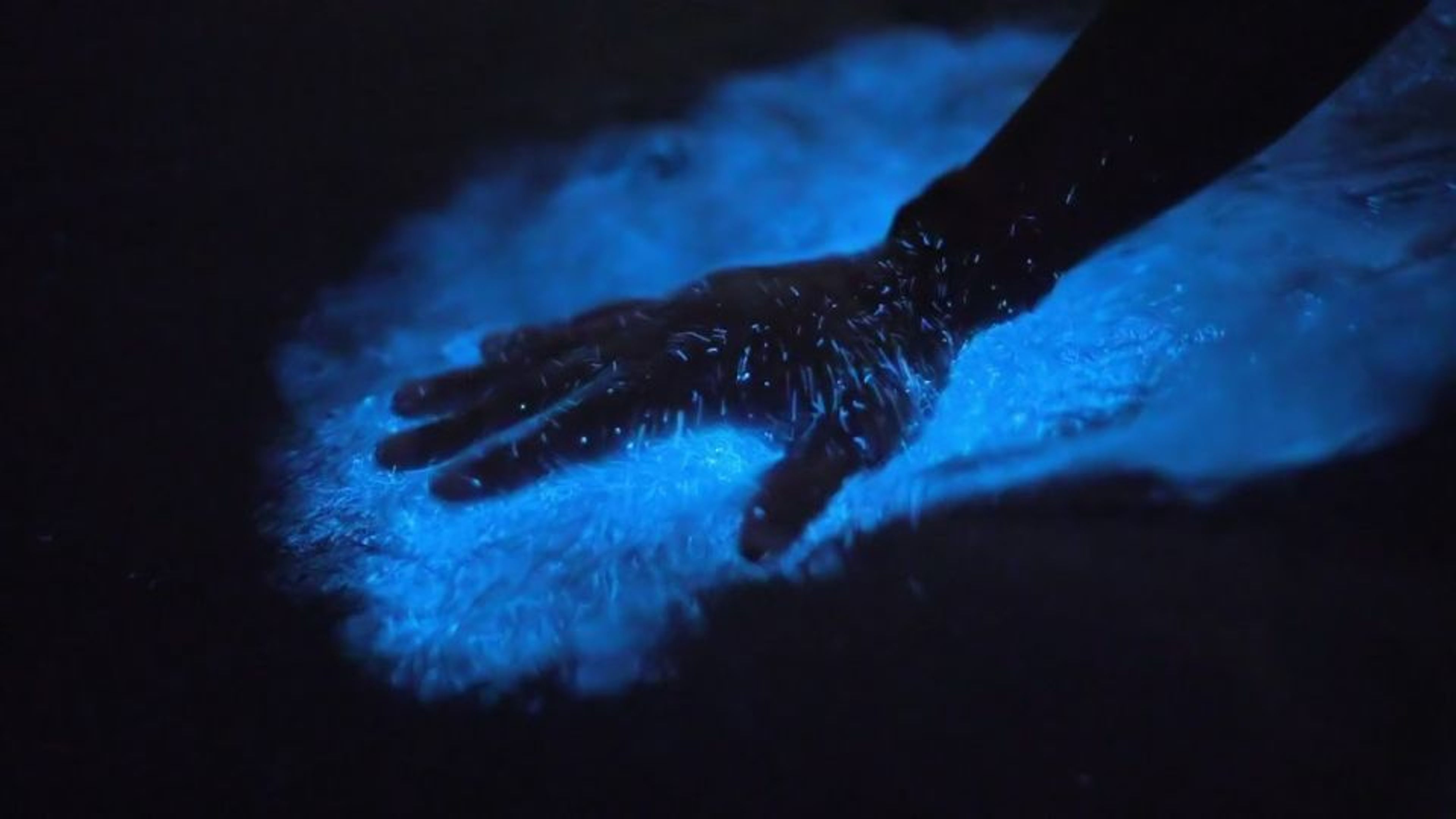 Hand touching glowing bioluminescent water at night, creating a vivid blue electric glow from bioluminescent plankton in Florida's Indian River Lagoon