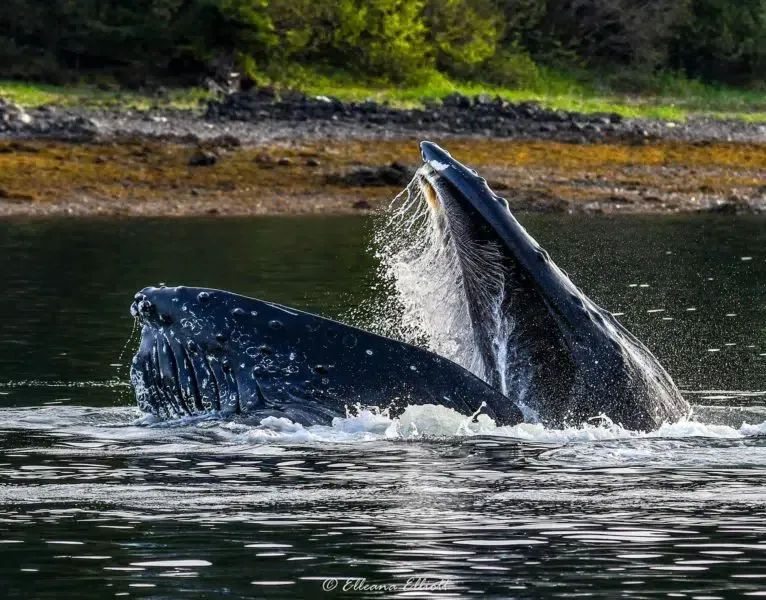 Guaranteed Whale Watching Tours near Icy Strait Point - LEO, Military, Teacher Discount! - Image 1