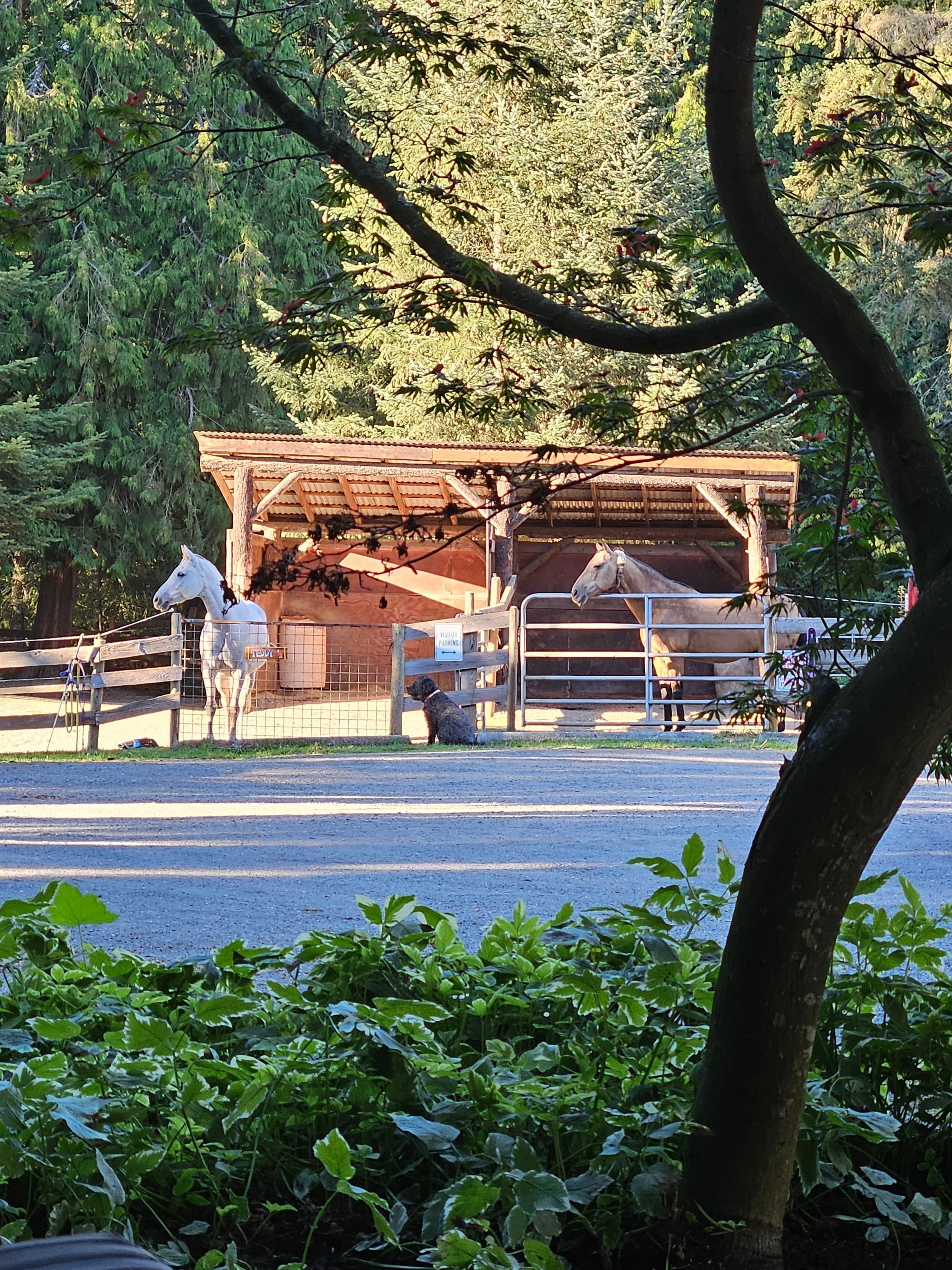 Paradise Acres Ranch