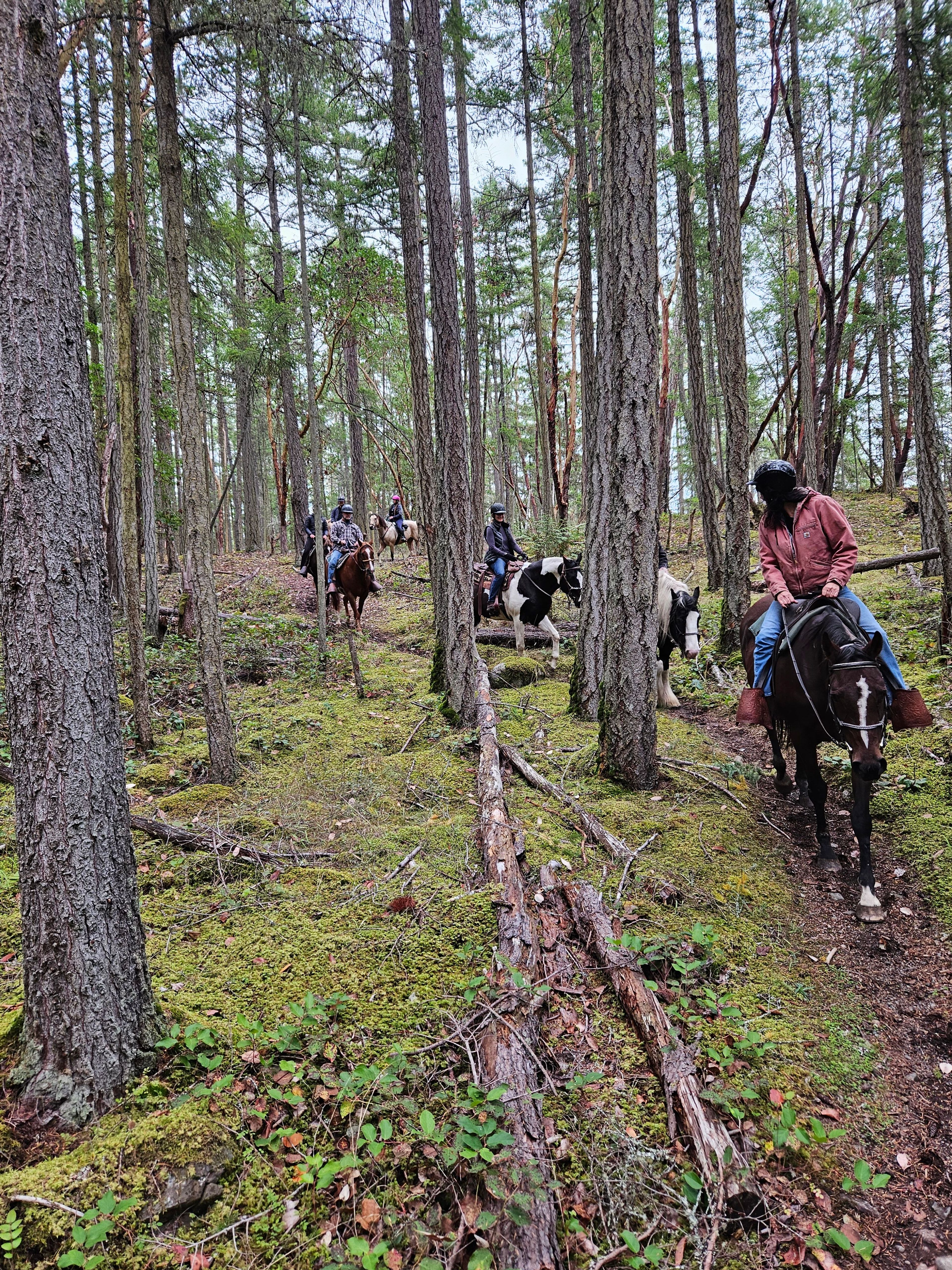 Trail Rides, Lesson Programs