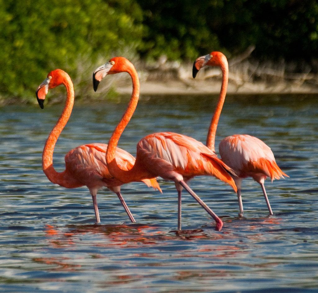 Pink flamingos