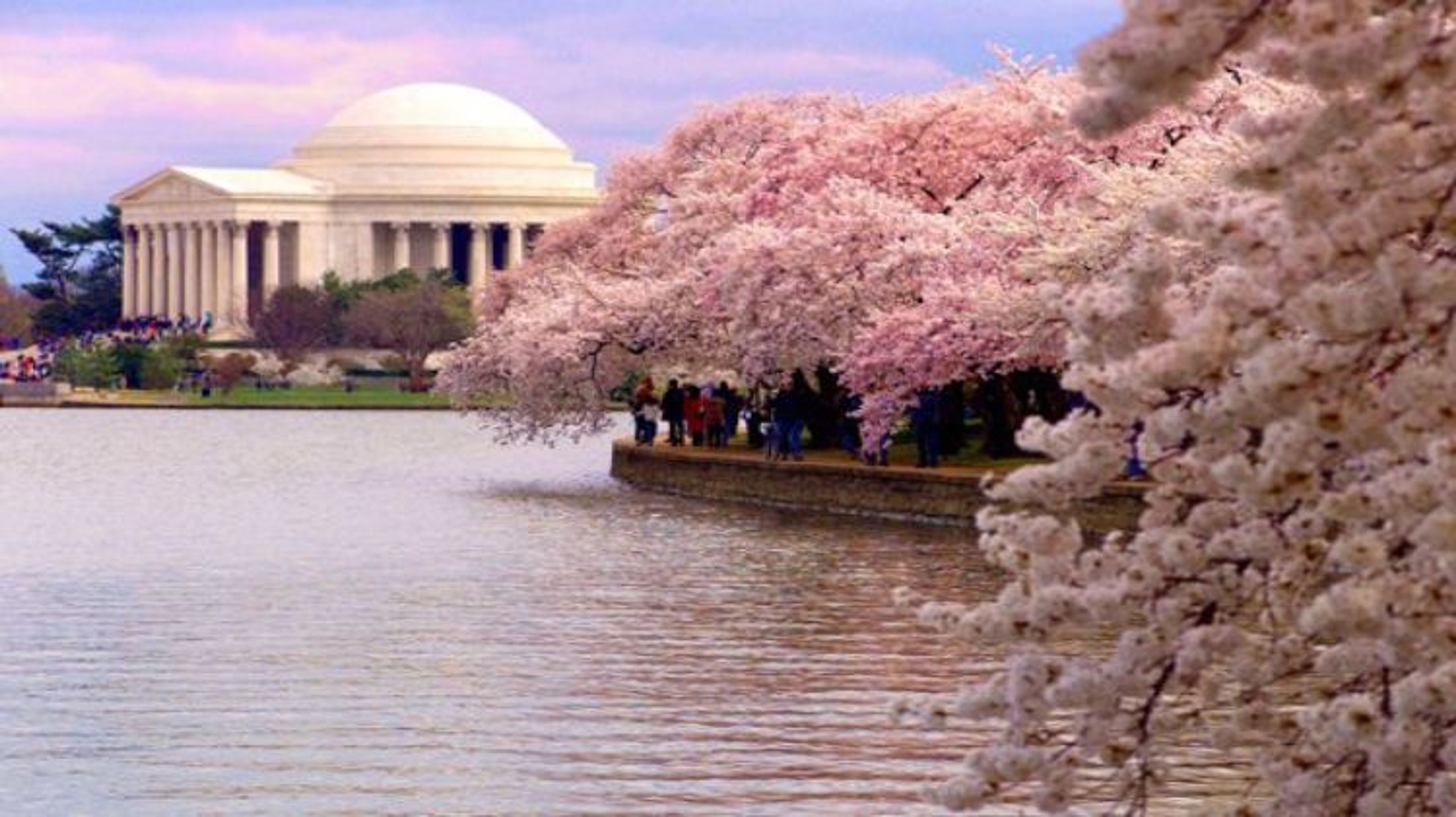 Nature, Not the Festival, Determine Blossom Blooming