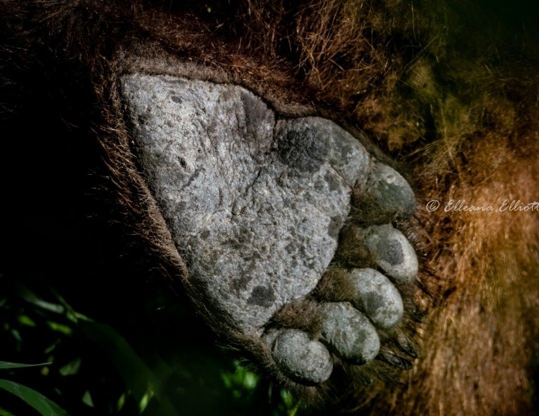 Hoonah Travel Adventures Bear Paw