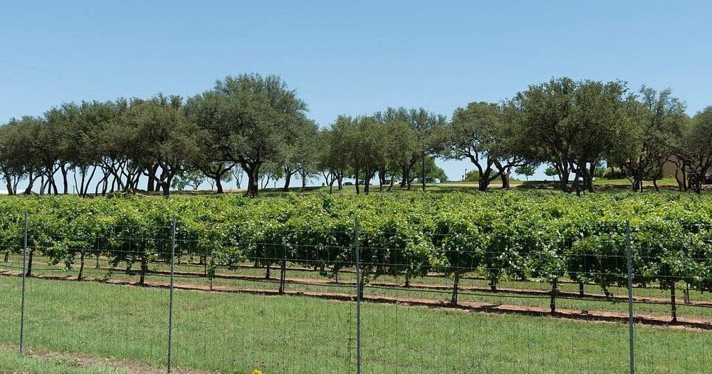 Boutique Winery Experience - Image 2