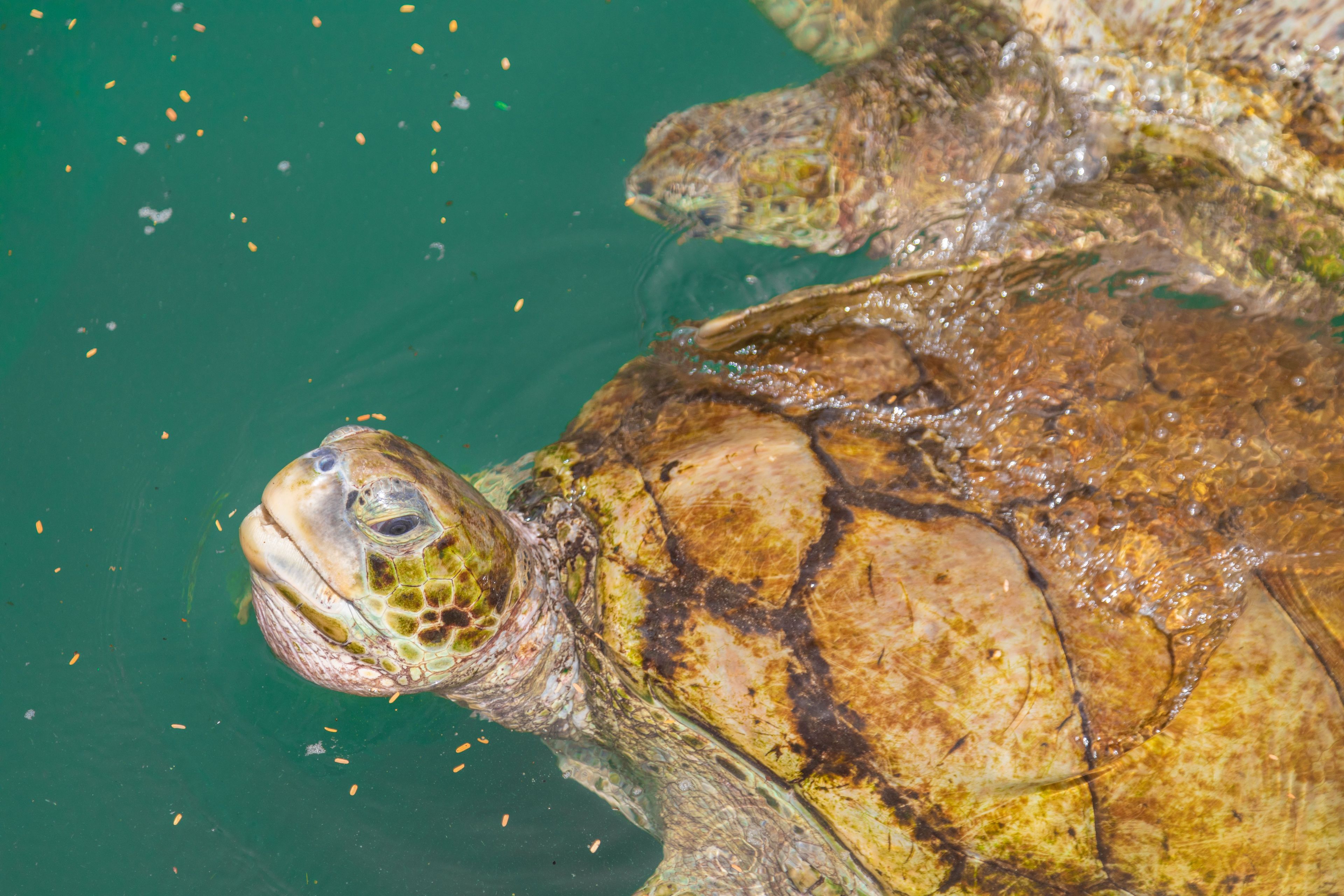 Grand Cayman Land Tours 
