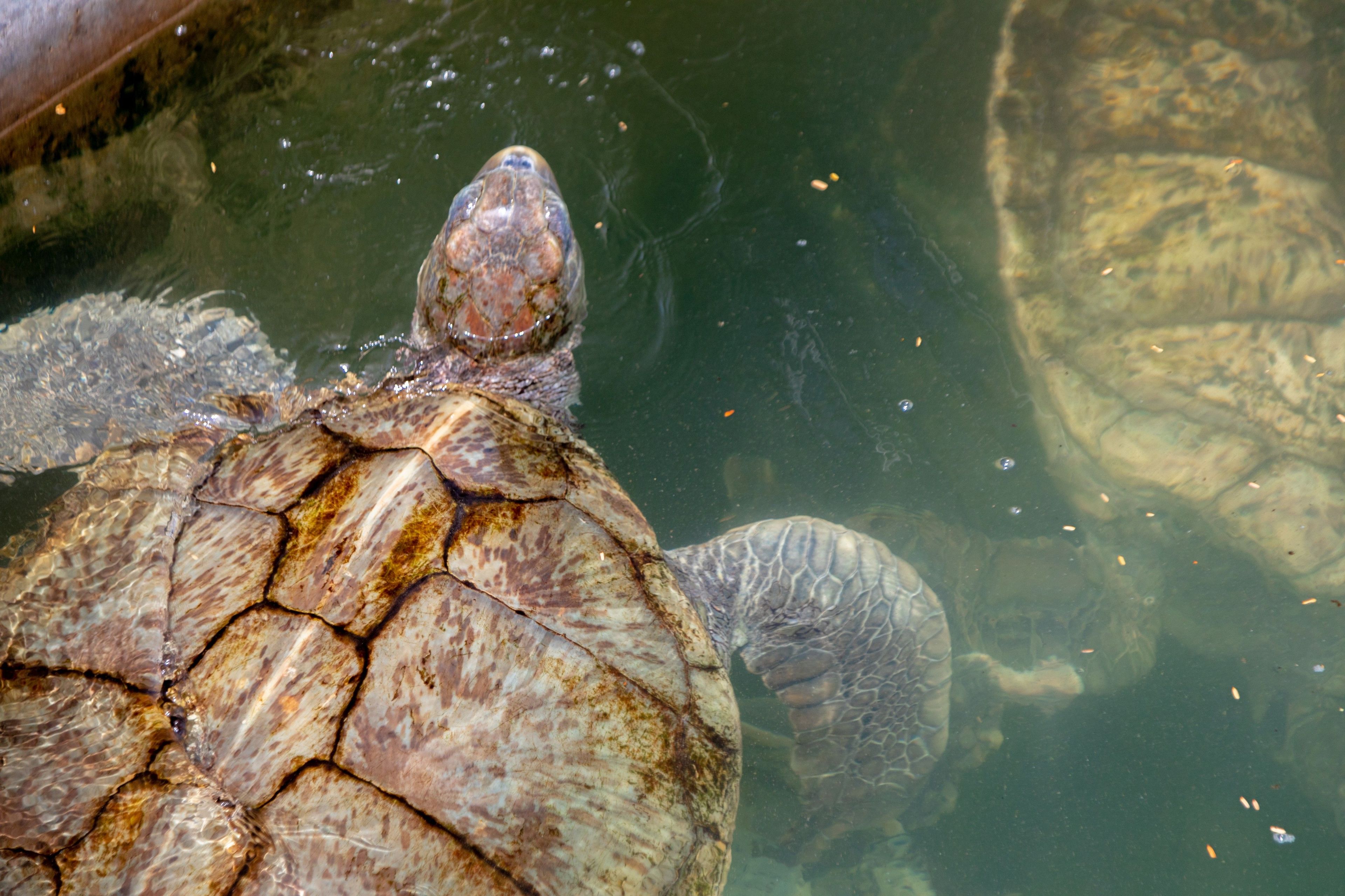 The Cayman Turtle Centre