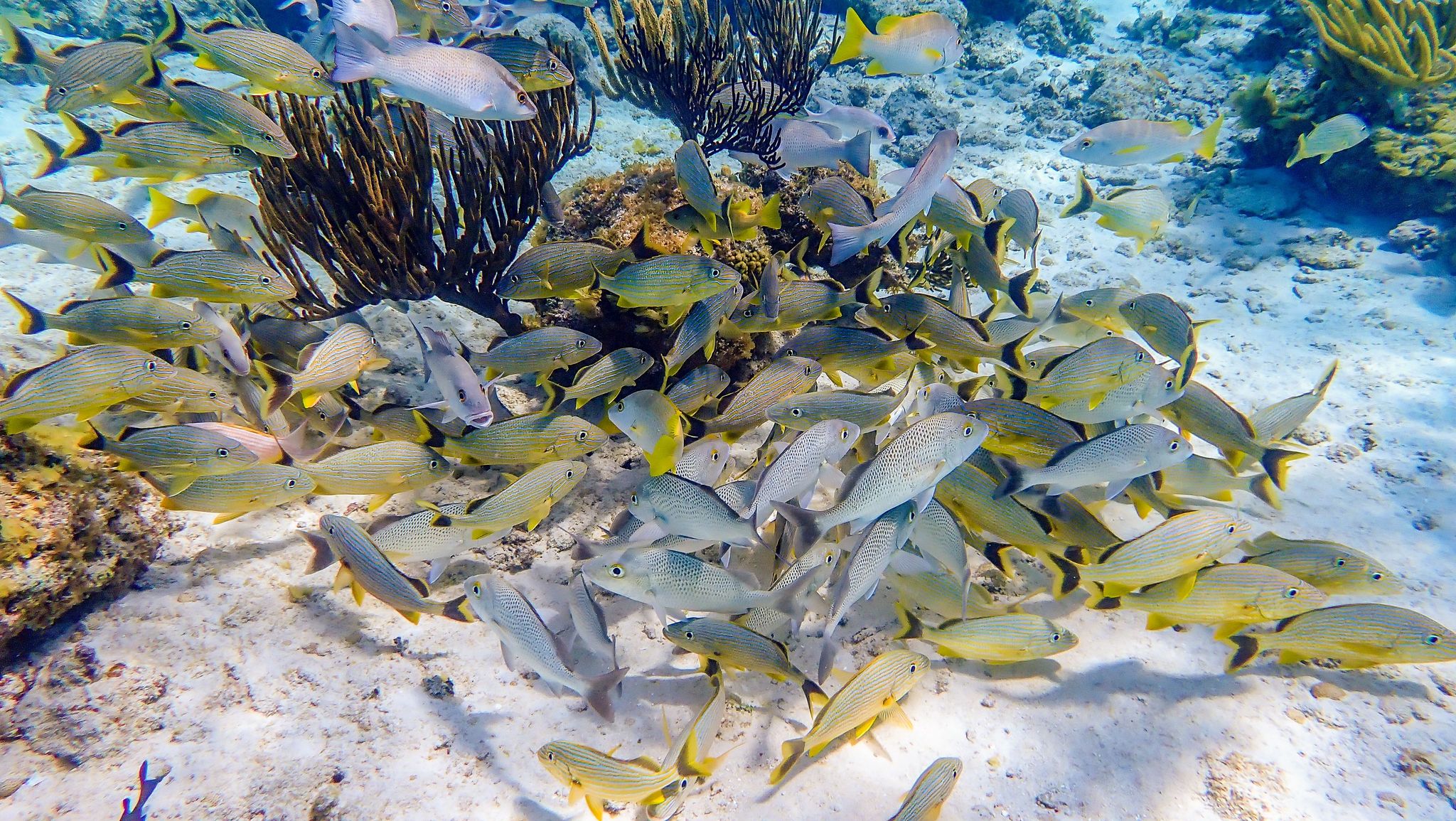  Stingray City and Reef Snorkeling Adventure - Image 4
