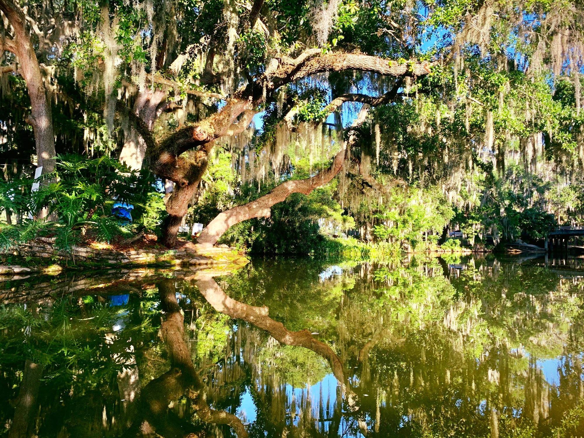 Morning sunlight filters through a sprawling live oak tree draped in Spanish moss, casting reflections on the calm waters of the Dora Canal.