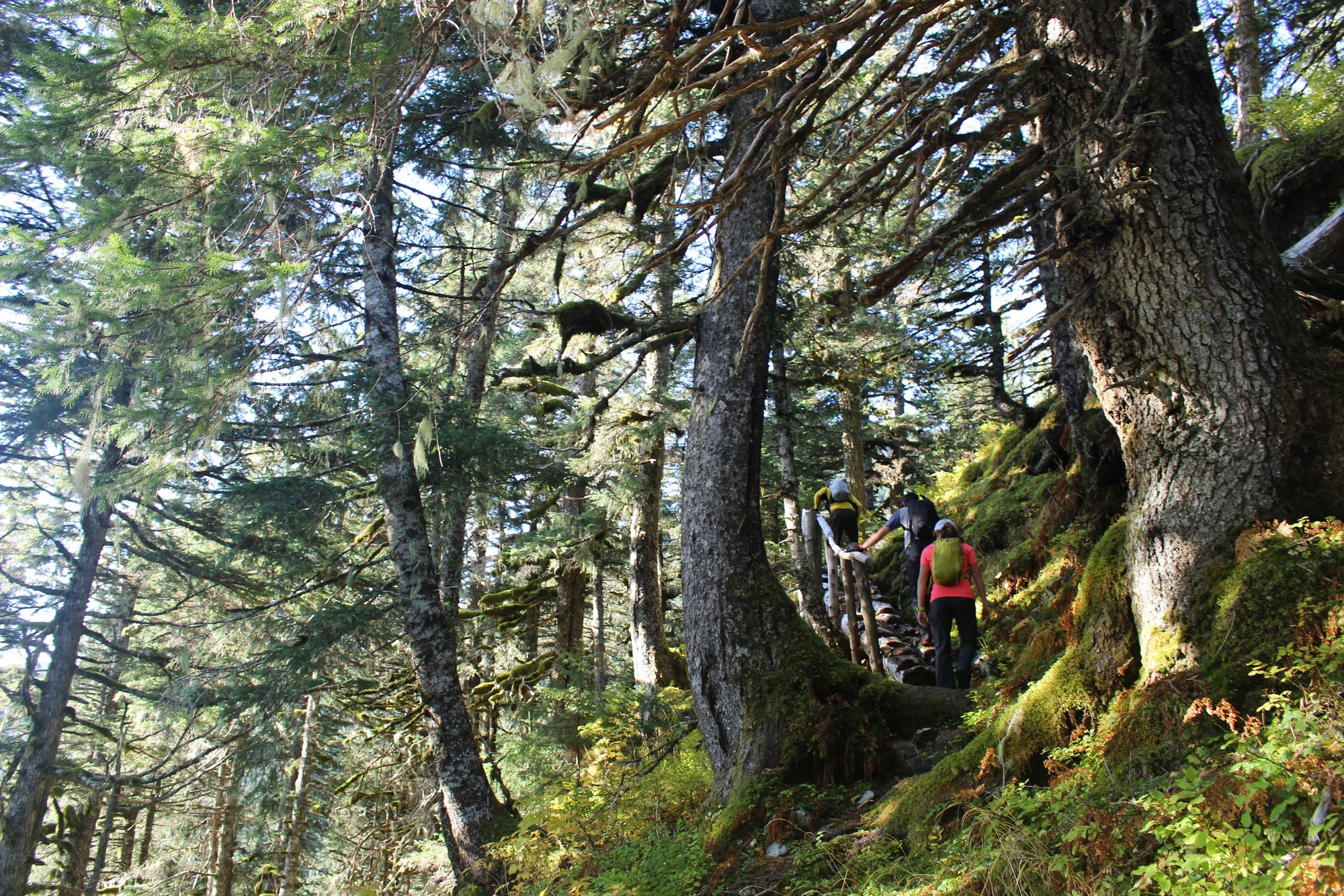 Forest on Alpine Trail