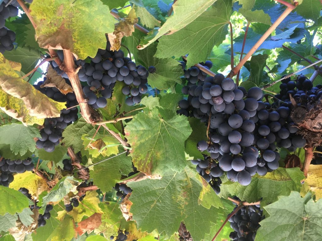 RED VINE