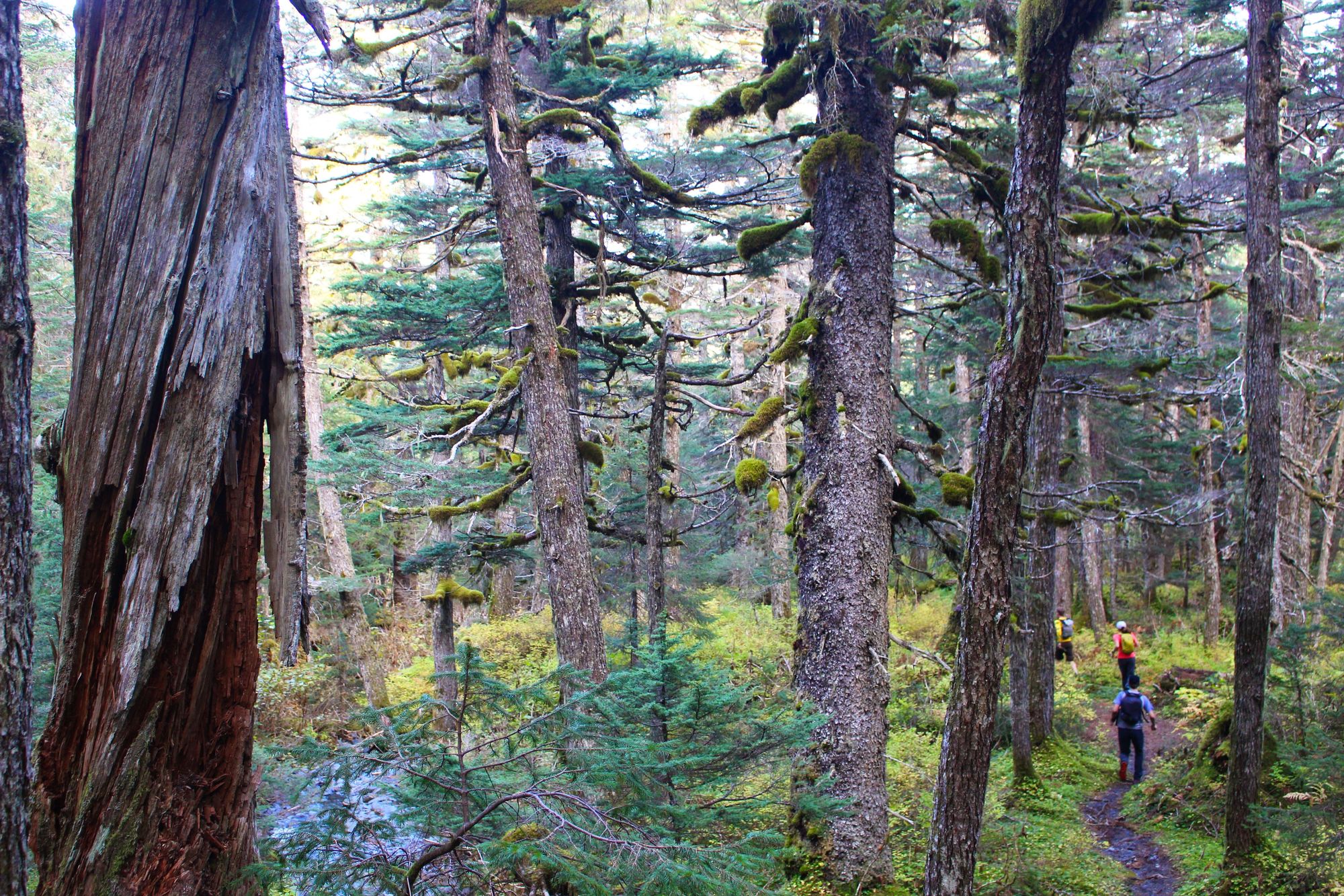 Hemlock Forest on Alpine Trail