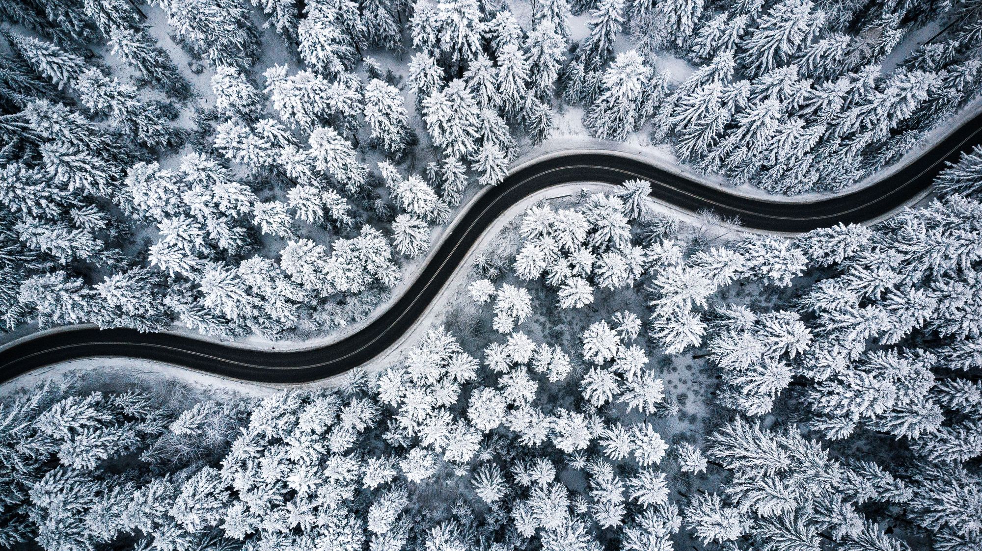 Highway in snowy forest