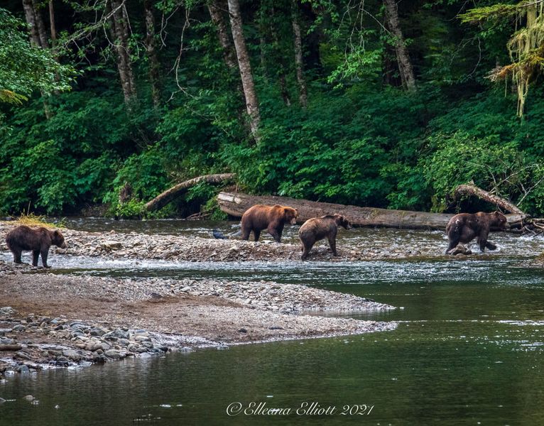 Hoonah Travel Adventures 4 Bears