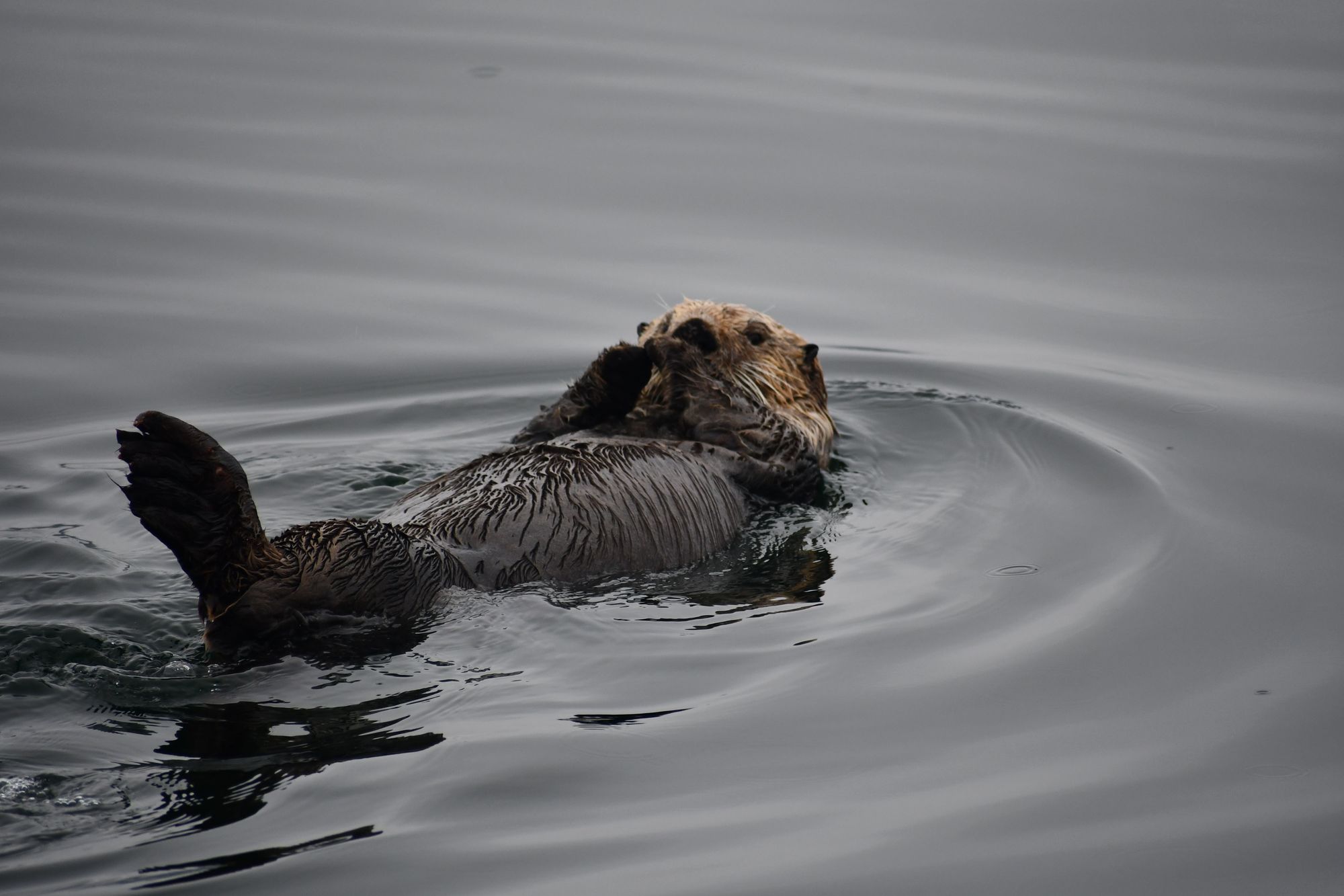 Hoonah Travel Adventures 